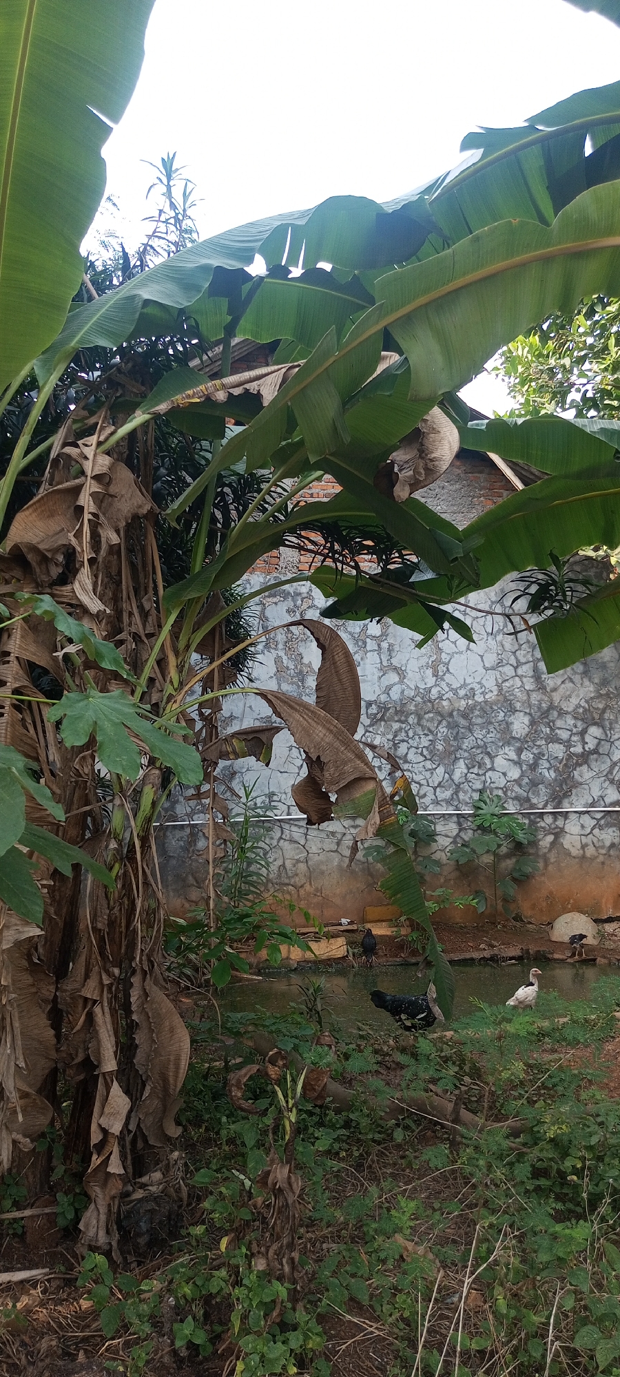 The image depicts an outdoor scene in Taman Rahayu, Indonesia. In the foreground, a large banana tree with lush green leaves and dried brown fronds dominates the left side. To the right of the banana tree, a pond or shallow body of water is visible, bordered by a textured concrete wall. Several chickens and ducks are present. One black and white chicken stands near the water's edge, while a white duck stands on the grassy bank. Further back, another black chicken is partially visible. The background shows a brick building and more vegetation. The sky above is bright and clear, indicating daylight. The scene appears to be a backyard or a rural setting within Taman Rahayu.