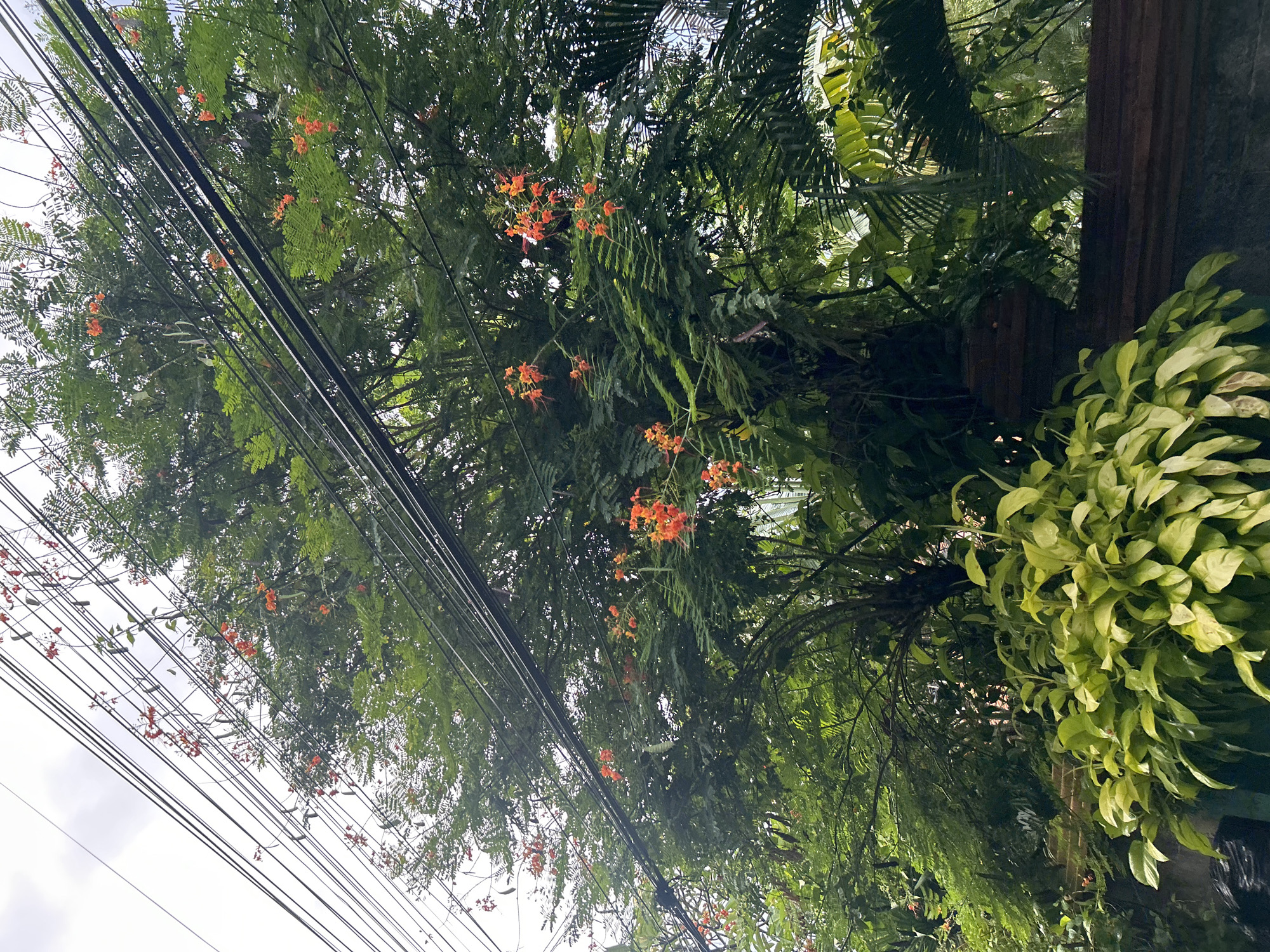 From a low angle at approximately street level, the image depicts a canopy of trees and foliage in Kuta Selatan, Indonesia. The greenery includes trees with fine, feathery leaves interspersed with clusters of small, orange-red flowers. An abundance of power lines and cables stretch across the sky in the upper left corner of the frame. To the right, additional plants with broad, ovate leaves hang over a wooden fence or wall. The sky is overcast and pale.