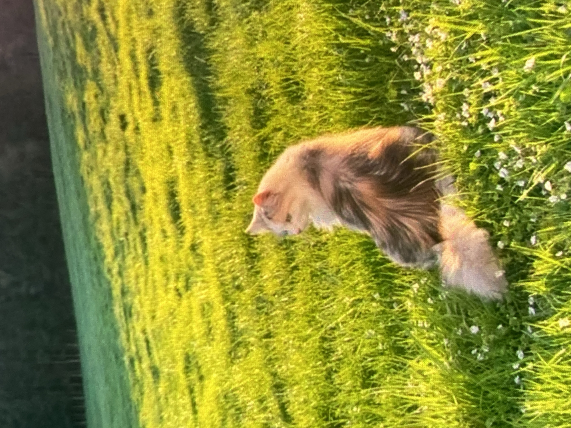 A long-haired cat with a dilute calico coat is sitting in a grassy field. The cat is facing to the left and looking away from the camera. Its fur is a mix of cream, gray, and orange. The tail is long and bushy. The field is covered in lush green grass and small white flowers. In the background, there is a dark line of trees on a gentle slope. The scene appears to be illuminated by warm, golden light, suggesting it is either early morning or late afternoon. The location is the city of Ustyvytsia, Ukraine.
