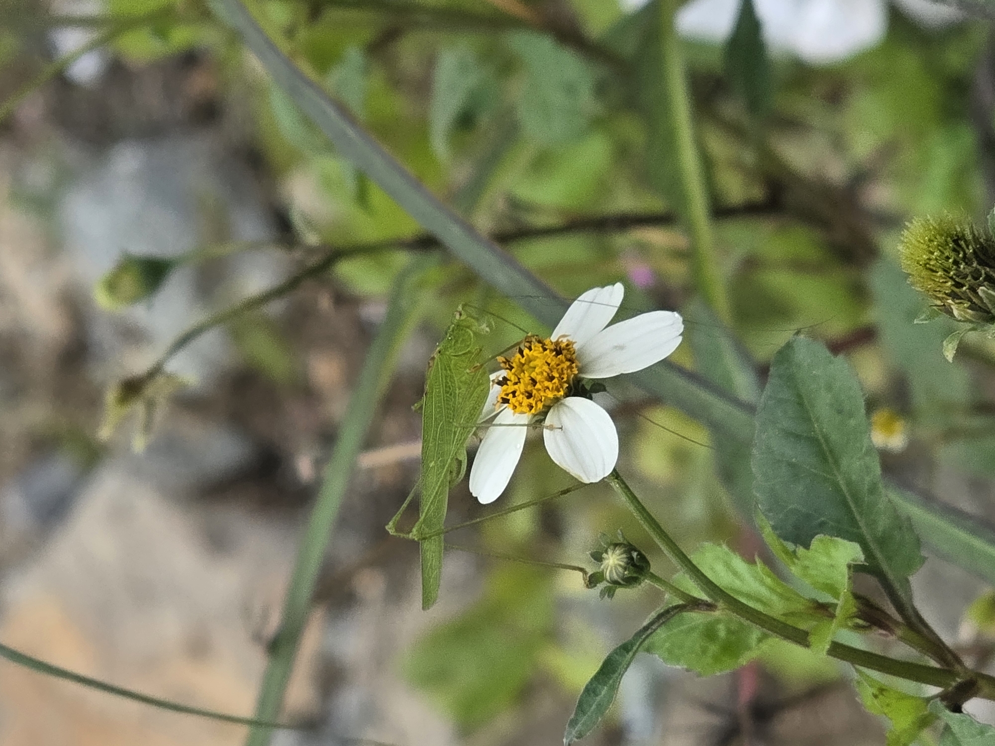 A green grasshopper is perched on a white daisy with a yellow center. The grasshopper's long, slender body and legs are clearly visible. The daisy is in focus, with its white petals fanning out and the yellow stamens in the center. The background is blurred, showing green foliage and some gray rocks. The scene appears to be in a natural, outdoor environment. The image was taken at an unknown location in Indonesia.