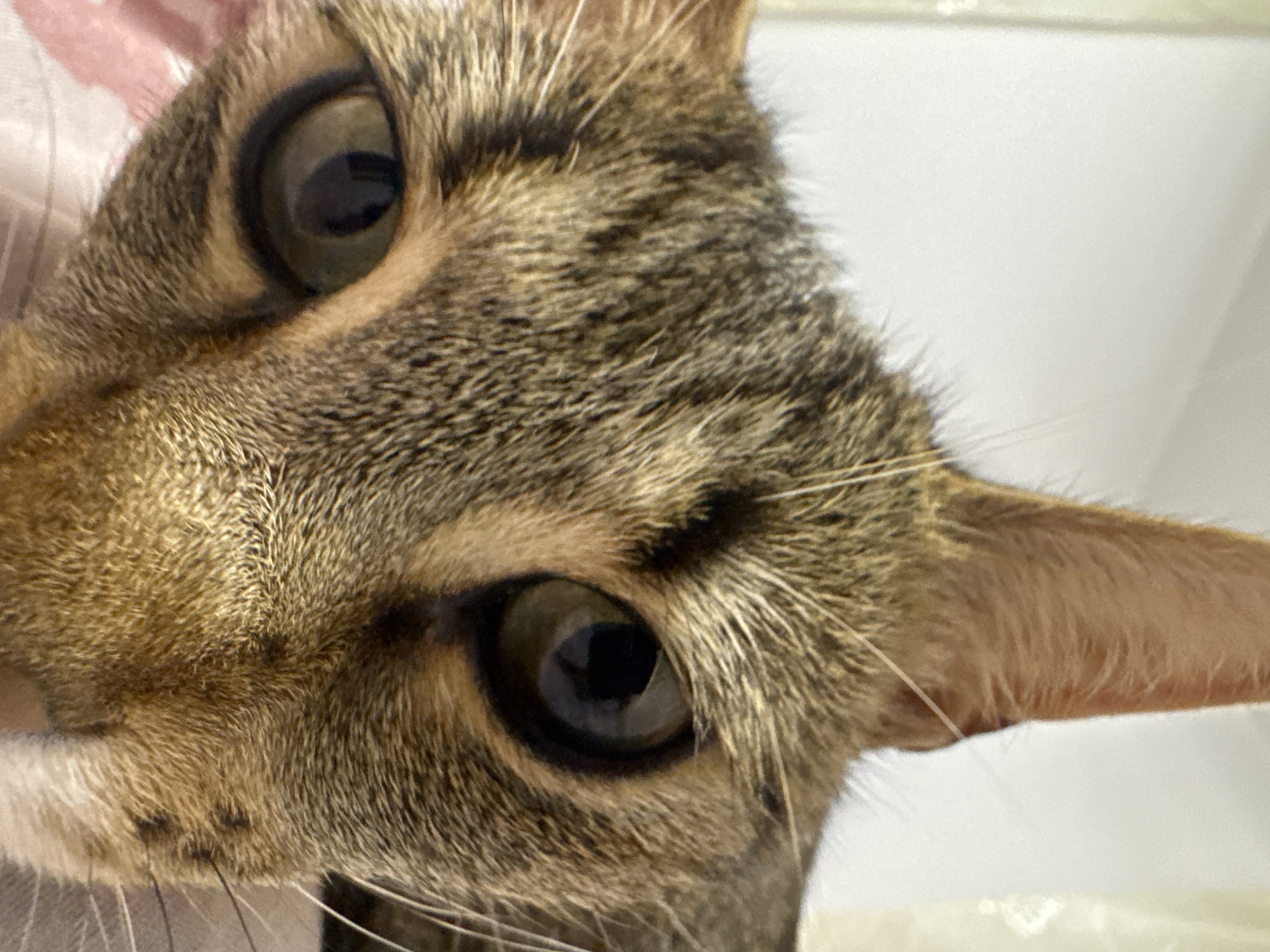 The image is a close-up shot of a brown tabby cat's face. The cat's eyes are wide and dark, with visible black pupils. Fur texture is detailed. The cat's nose and mouth are partially visible. The background is out of focus and appears to be light-colored. The image does not contain any information about the location in Shumen, Bulgaria.