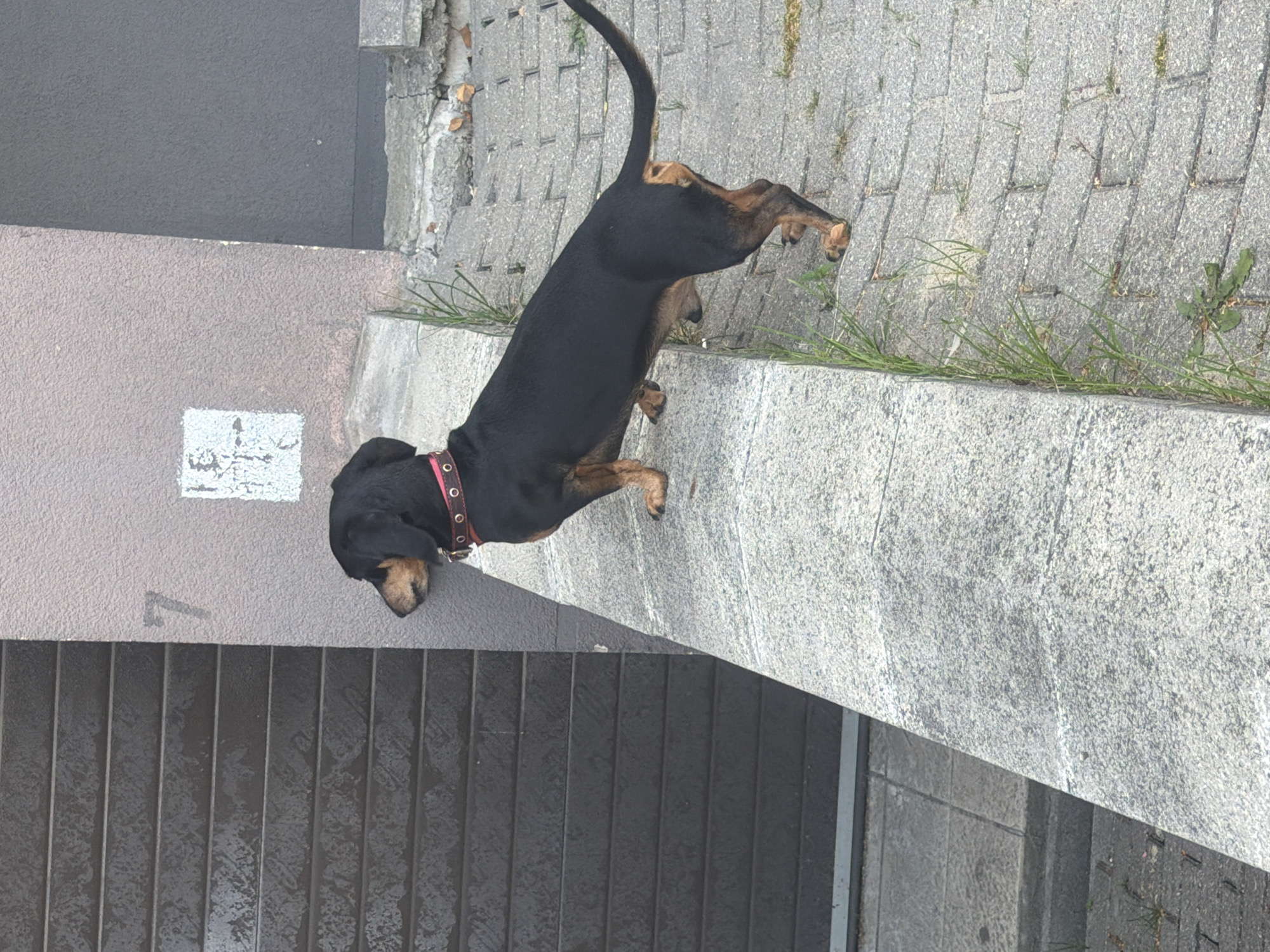 A black and tan Dachshund dog with a pink collar stands on a textured gray stone ledge, looking to its left. The dog's body is angled away from the camera, with its head turned to the side. In the background, a textured, light brown wall with a white square marking and the number "7" is visible. To the left of the wall are dark, horizontal slatted doors or shutters. The ground beneath the dog and to the right is paved with gray interlocking bricks, with patches of green grass growing between them. The scene appears to be outdoors, likely in an urban environment.