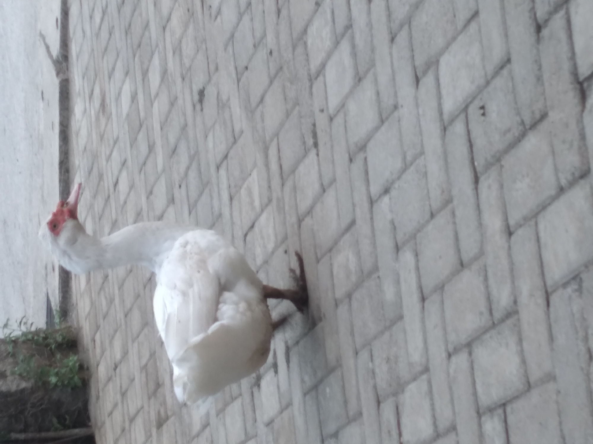 A white duck with a red beak and face stands on a paved courtyard. The duck is facing to the right, with its head turned slightly to the left. The courtyard is made of gray, rectangular pavers arranged in a herringbone pattern. In the background, there is a blurred tree on the left and a light-colored wall or structure on the right. The image is taken from a slightly elevated perspective.