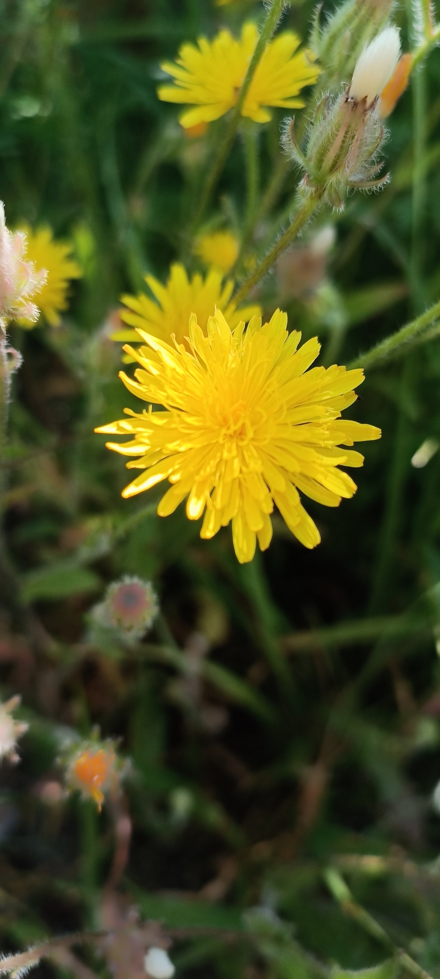 A close-up, vertical, eye-level shot captures a vibrant yellow dandelion in the foreground, its petals fanning out like a sunburst. The flower is sharply in focus, with subtle shadows and highlights accentuating its texture. Behind it, other yellow dandelions and green foliage are softly blurred, creating a shallow depth of field. A fuzzy, pale bud, also out of focus, is visible to the right of the main flower. The background is a rich tapestry of greens and dark shadows, suggesting a natural outdoor environment. No people or specific landmarks related to Sokolohirsk, Ukraine are identifiable in this image.