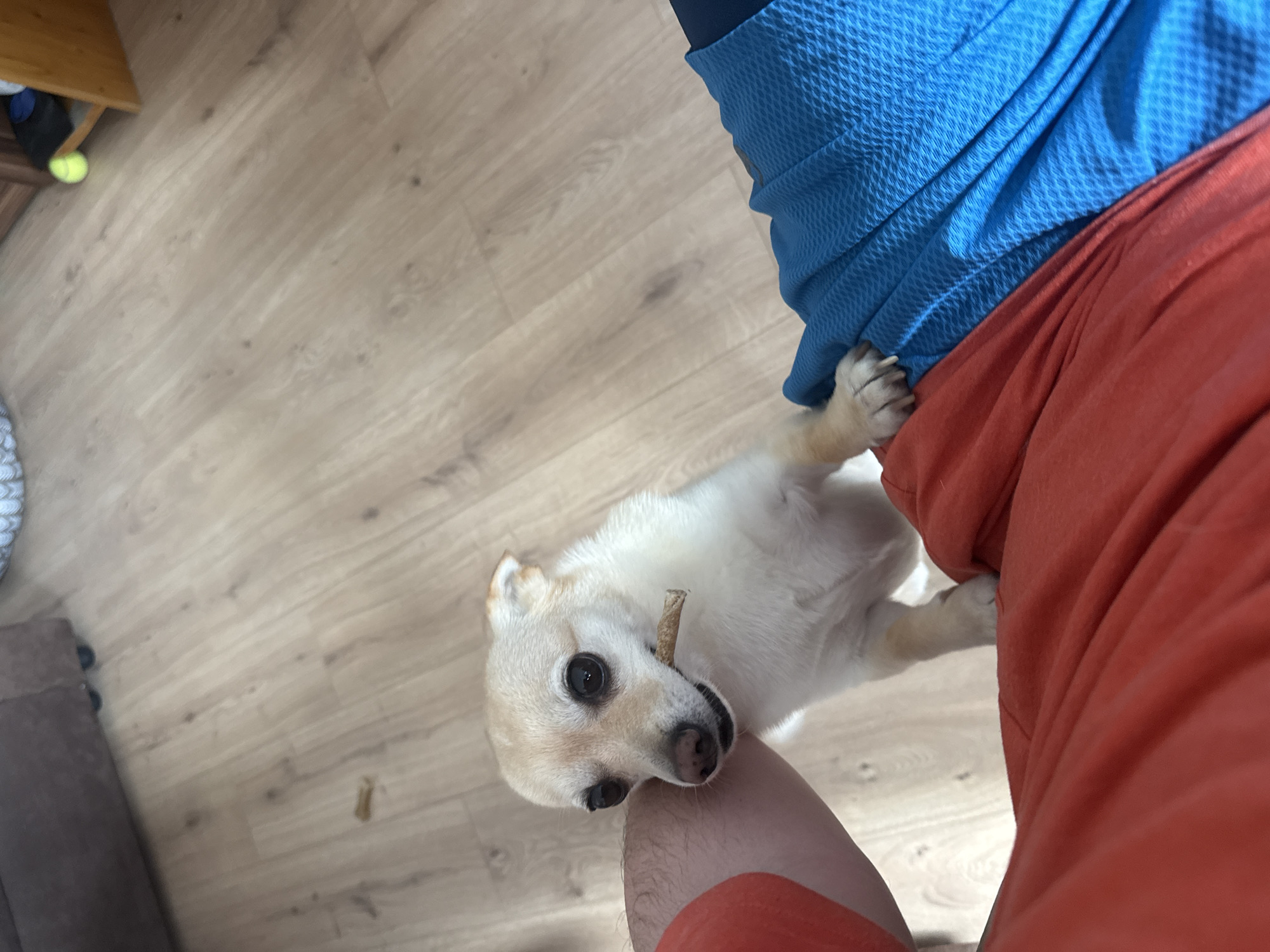 The scene is an indoor, eye-level shot focused on a small, light-furred dog interacting with a person. A cream-colored short-haired dog, possibly a Chihuahua mix, stands upright on its hind legs in the center-left, leaning its front paws against a human's left leg, which is clad in textured blue athletic shorts. The dog holds a small, light brown, stick-like object in its mouth and gazes directly at the camera with large dark eyes. Its head is pressed against the human's right forearm, which is partially visible in the left foreground, covered by an orange garment sleeve. The flooring is light wood-grain laminate. In the upper left background, part of a dark brown sofa is visible. In the upper right background, a light brown wooden cabinet or furniture piece is present, with a yellow tennis ball and a dark object resting near its base on the floor. A second, similar stick-like object lies on the laminate floor near the left edge of the frame. The specific location within Sofia, Bulgaria, cannot be determined from the provided visual information.