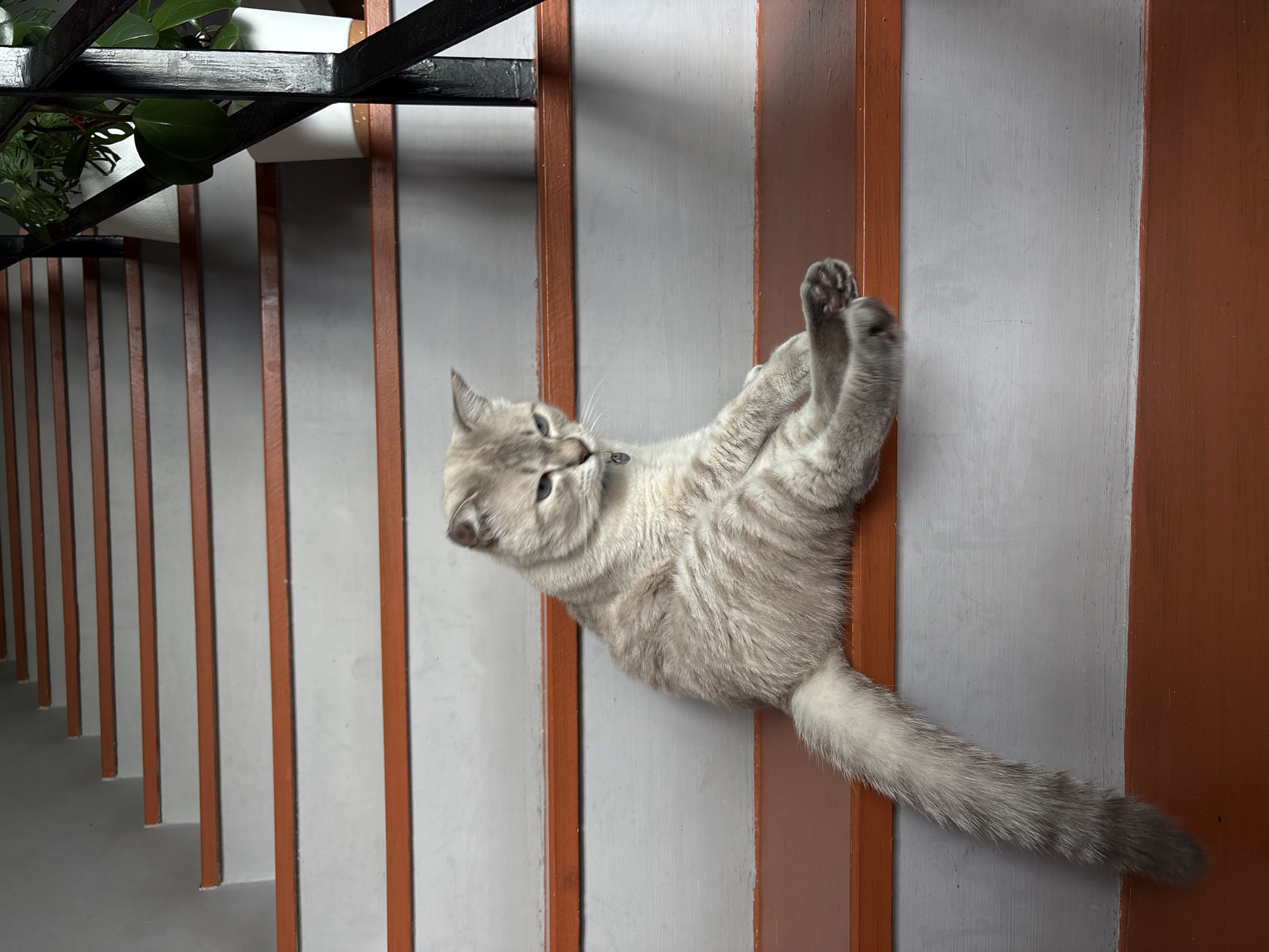A light-colored cat with tabby markings sits on the orange-trimmed steps of a staircase. The cat is facing to the right, with its body angled slightly towards the viewer. Its front paws are resting on the step in front of it, and its hind legs are tucked beneath it. The cat's tail is long and bushy, with darker tabby markings. The staircase has grey risers and orange treads, and a black metal railing runs along the right side of the image, with potted plants visible behind it. The scene appears to be an interior staircase.