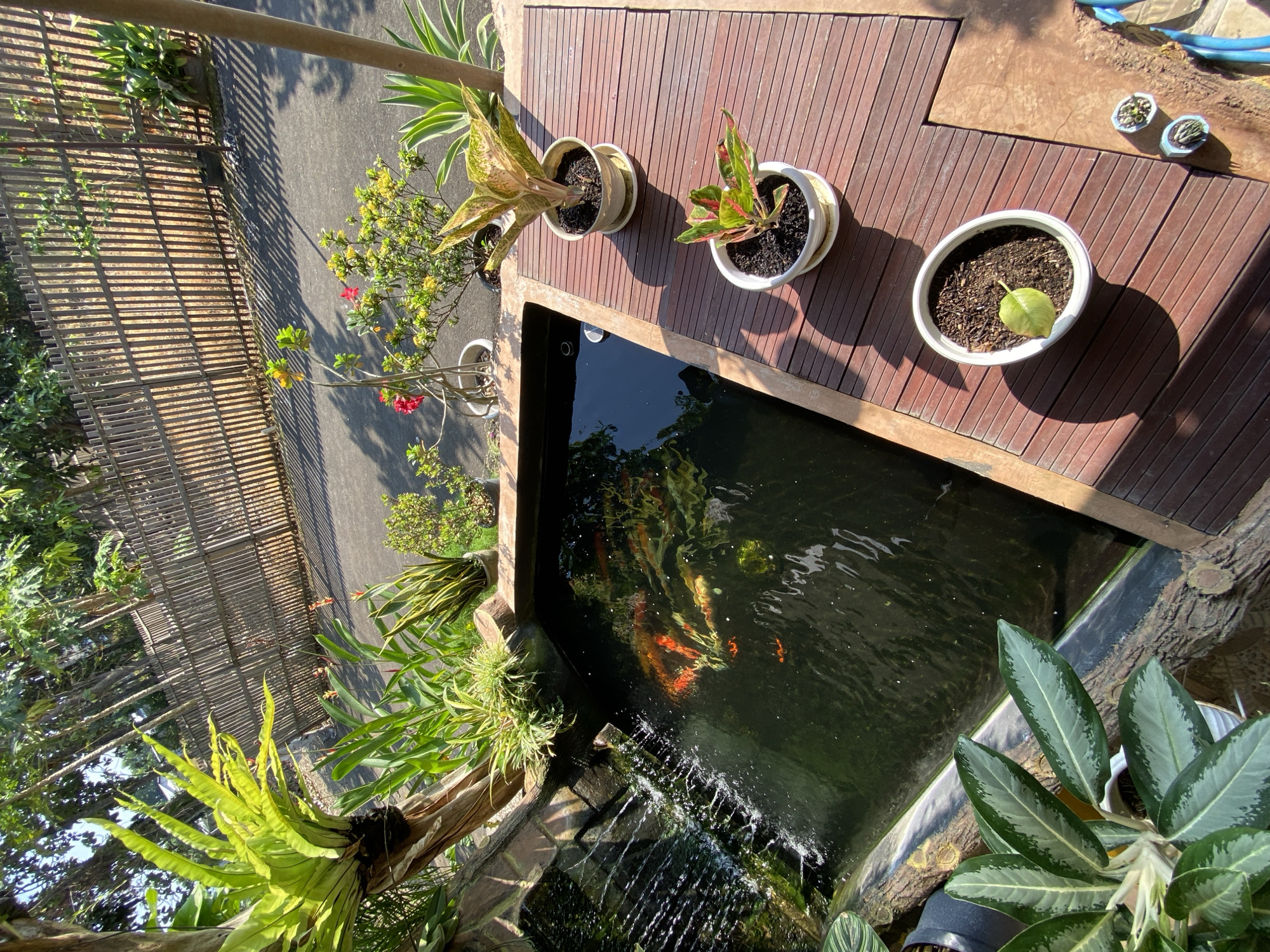 The image depicts an outdoor scene in Margorejo, Indonesia, featuring a koi pond with several orange and white koi fish swimming. The pond is bordered by a textured, rock-like material and a log. To the right of the pond, a wooden deck is visible, upon which several potted plants are arranged. These include two large plants with variegated leaves and one smaller pot with a single leaf. Further to the right, two very small potted succulents are placed near a blue hose.
Behind the pond and deck, a natural environment is apparent. Lush green foliage, including a large bird's nest fern, cascades down from above. Beyond the greenery, a wooden slat fence runs horizontally, partially obscured by vegetation. A paved surface, likely a road or pathway, is visible behind the fence, with distinct shadows cast by the fence posts. Small flowering plants with red and yellow blooms are also present in pots near the paved area. The overall impression is one of a tranquil, well-maintained garden space.