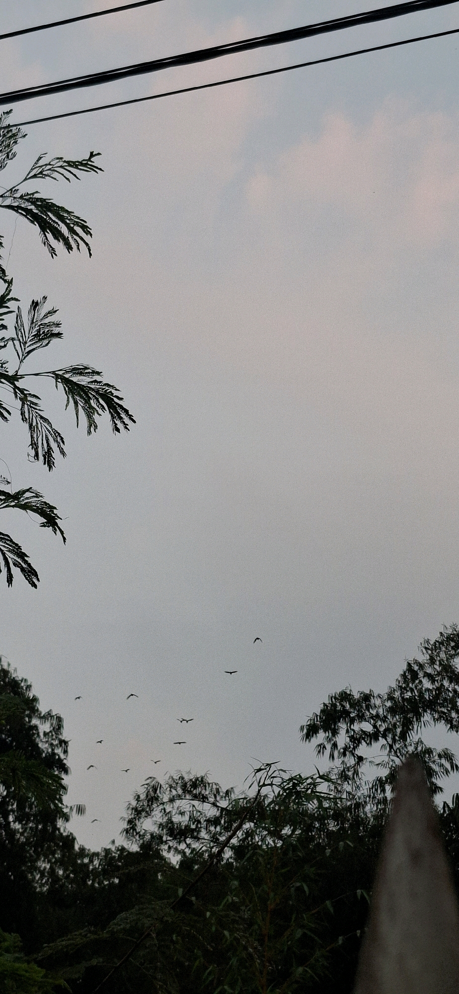 A vertical, medium-shot photograph captures a flock of birds in flight against a pale, overcast sky in Cibinong Hilir, Indonesia. The birds, small and silhouetted, are scattered across the upper half of the frame. The sky is a soft gradient of gray with hints of pinkish clouds, suggesting either dawn or dusk.
In the foreground, dark green foliage from trees frames the bottom and left edges of the image, with some branches extending into the sky. On the far right, a portion of a light-colored, textured object, possibly a concrete post, intrudes into the frame. Power lines are visible stretched across the top of the image. The overall impression is one of a peaceful, natural scene within an urban or suburban setting.
