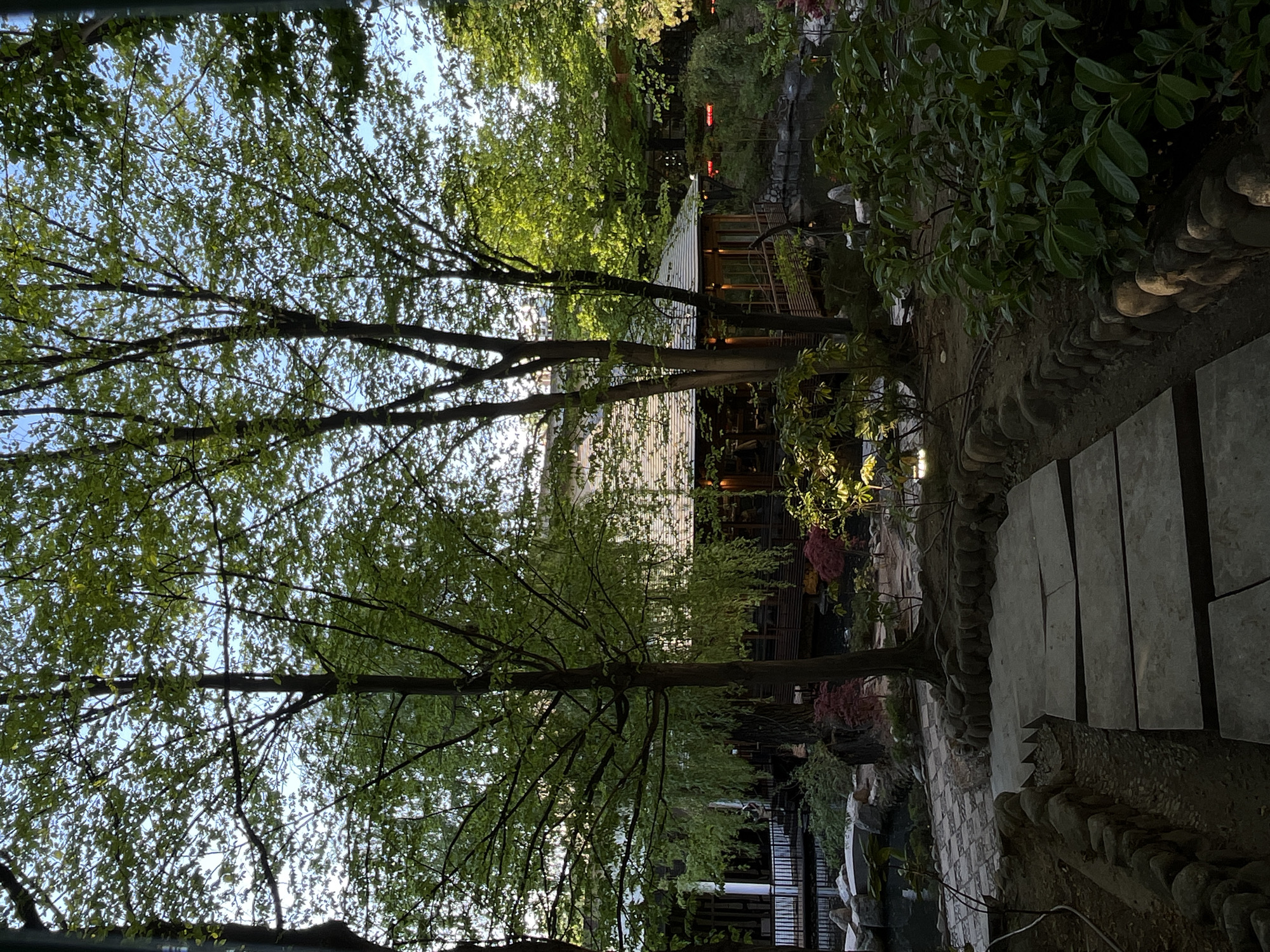 The image, correctly oriented, depicts a serene outdoor scene, likely a garden or park, in what is contextually identified as Sofia, Bulgaria.
In the foreground, a pathway composed of large, rectangular stone slabs is visible on the right, bordered by a neat line of small, rounded stones. The path appears to lead deeper into the garden. To the left, a tranquil body of water, possibly a pond or a narrow canal, meanders through the landscape, reflecting sunlight.
The dominant subjects are several lush trees with vibrant green foliage, indicative of spring or summer. Their branches extend upwards, creating a natural canopy through which patches of clear blue sky are visible. Sunlight filters through the leaves, casting dappled light and creating a refreshing atmosphere.
In the midground and background, nestled among the trees and behind the water, a building with a distinctive architectural style can be seen. It features wooden construction, large windows, and hints of warm interior lighting, suggesting it might be a restaurant, cafe, or a traditional tea house. More dense foliage and other subtle structures are visible further back.
No people are present, and no specific activity is taking place, contributing to the tranquil ambiance. The lighting suggests it is either late afternoon or early morning, with the sun at a lower angle. The clear sky and verdant greenery indicate pleasant weather. There is no visible text in the image.