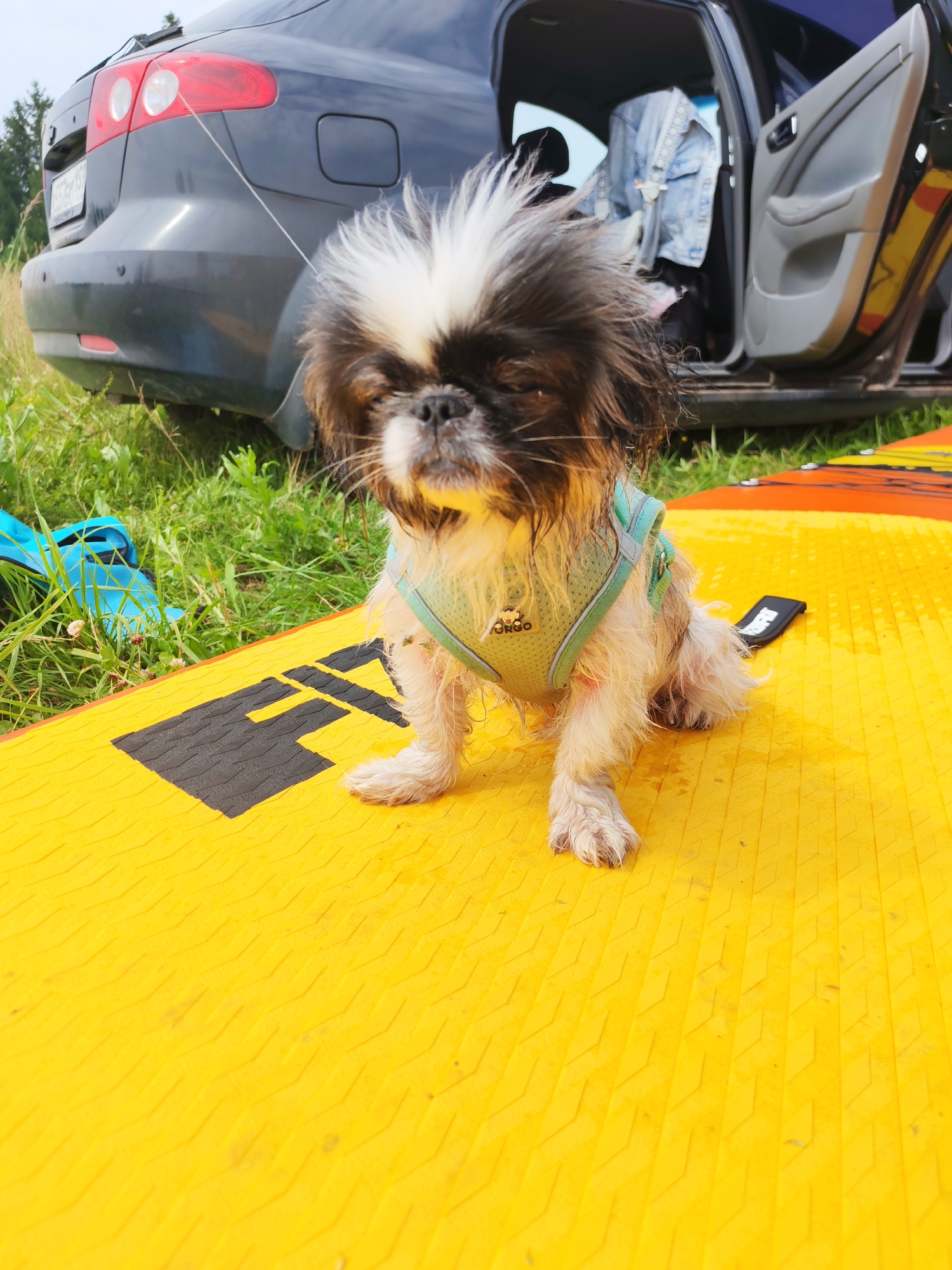 A Pekingese dog, appearing wet and wearing a turquoise harness, sits on a yellow mat. The dog's fur is a mix of white and dark brown, with its eyes closed. In the background, a dark-colored car is parked, with its rear bumper and taillights visible. The car's rear door is open, revealing clothing, possibly a denim jacket, inside. The scene is set in an outdoor environment with green grass and trees visible. The mat the dog is on appears to be part of an inflatable watercraft or similar item. The location is identified as Podshivalovo, Russia.