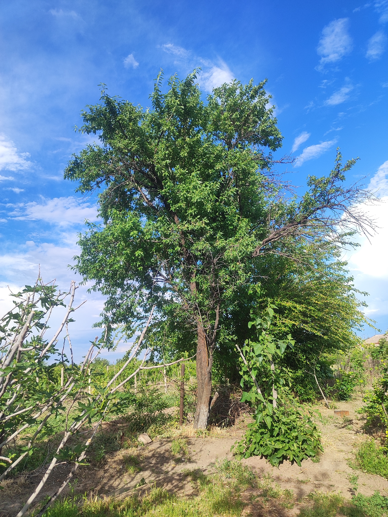 This image presents a vibrant outdoor scene, likely a garden or rural area in Nalbandyan, Armenia, captured on a clear and sunny day. The central subject is a large, mature deciduous tree, densely covered with fresh green leaves, filling a significant portion of the frame. Its sturdy trunk is visible, and the overall canopy shows a healthy, full appearance, although some bare, drier branches are noticeable towards the upper right side.
The sky overhead is a brilliant azure blue, adorned with scattered, wispy white clouds, suggesting fine weather. Direct sunlight casts distinct shadows from the main tree and other foliage onto the ground below, indicating the time of day is likely midday or early afternoon. In the left foreground, several upward-reaching, light-colored woody branches, possibly from fig trees or grapevines, are visible, some already sprouting small green leaves. These appear to be supported by a trellis or fence structure, hinting at cultivation.
The ground features patches of green grass interspersed with dry earth and some lighter vegetation. To the right of the main tree, a dense cluster of smaller green bushes and plants thrives. A metal fence post is partially visible near the base of the large tree. In the distant background on the right, the light-colored roof or upper section of a building can be faintly seen. The scene is static, without any human or animal activity, and there is no visible text in the image. The overall impression is one of peaceful natural beauty and a thriving, sunlit landscape.