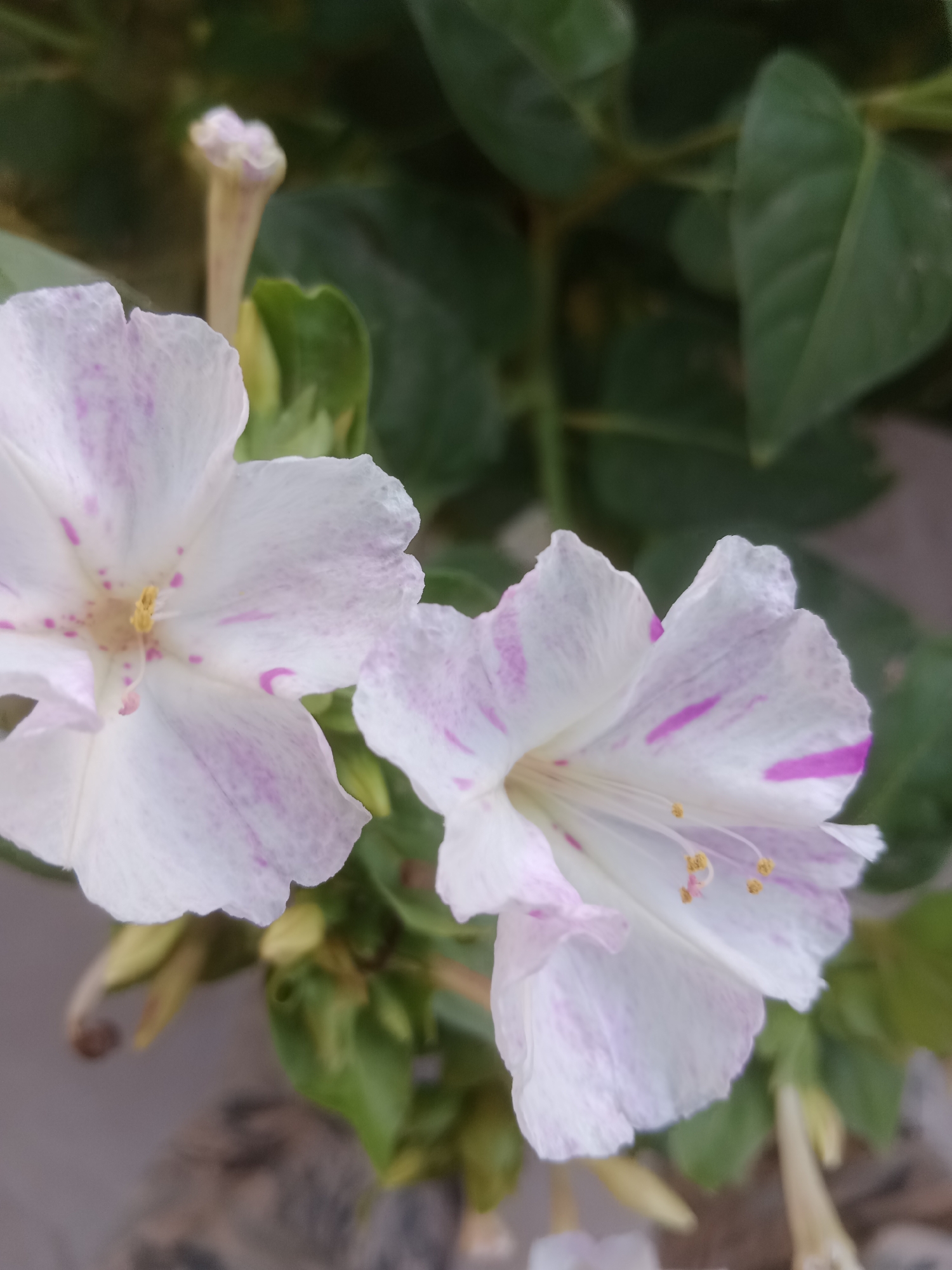 Two white and pink speckled flowers are in focus in the foreground. The flower on the left is in profile, showing its petal structure and stamen. The flower on the right is facing forward, with its petals slightly curled. The background is blurred green foliage and a hint of a light-colored ground. The scene appears to be in a natural outdoor setting, potentially a garden, in Макаров ауылдық округі, Kazakhstan.