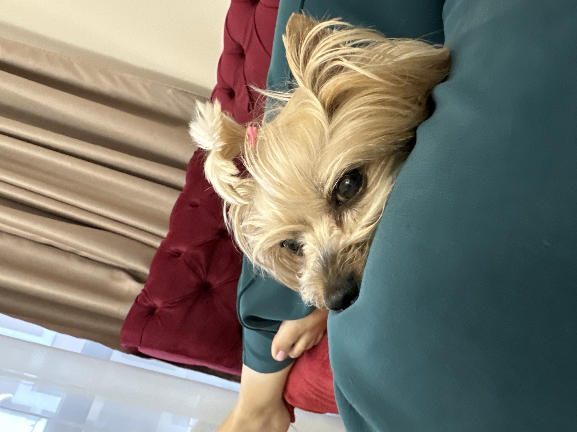 A small, tan-colored dog with long hair is nestled into a person's teal-colored garment. The dog has a small pink hair tie in its fur. The person is sitting on a red, tufted cushion. A tan curtain is visible in the background. The specific location in Sofia, Bulgaria, cannot be determined from the image.