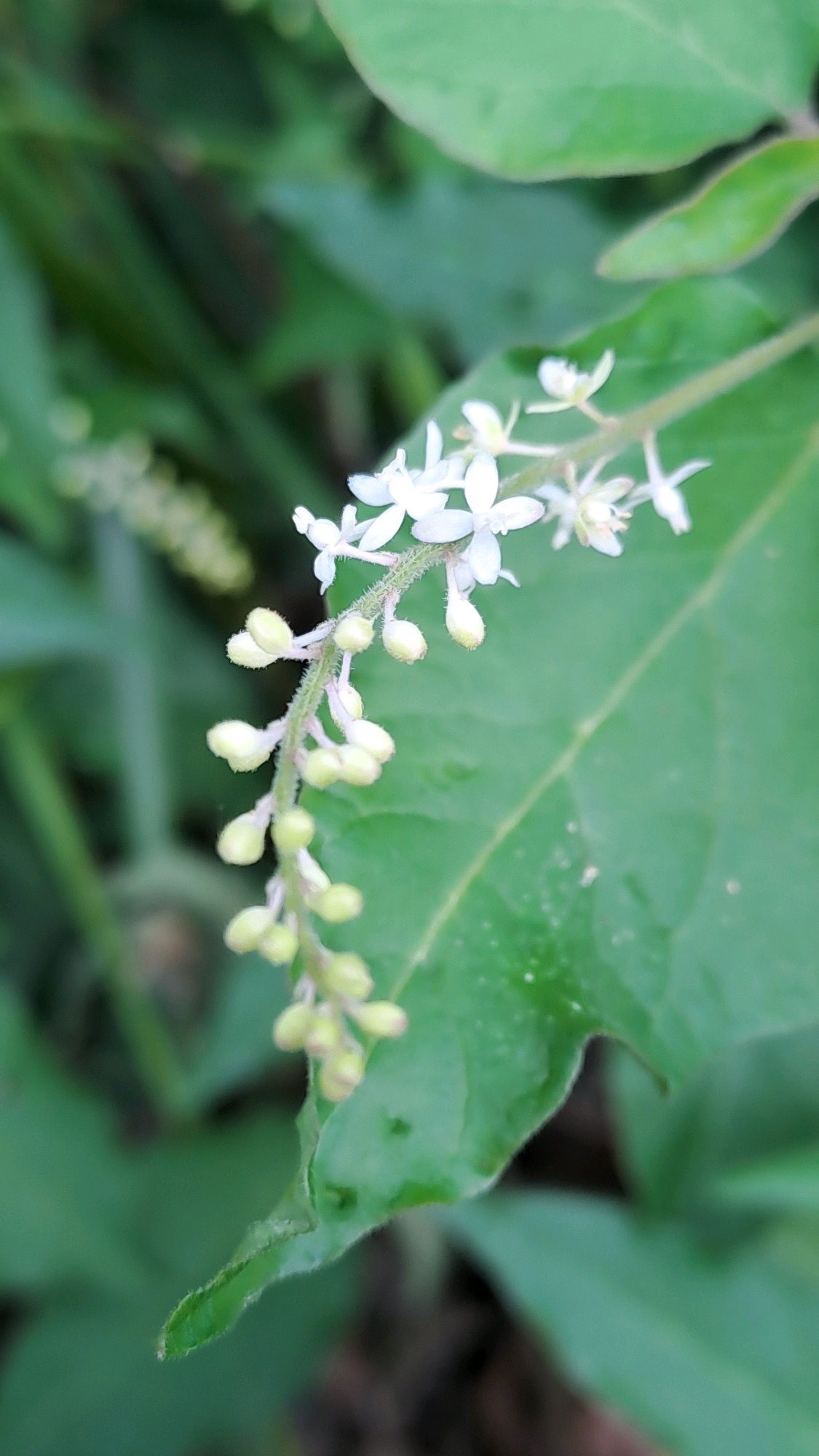 A close-up, vertical, eye-level shot showcases a delicate inflorescence of small white flowers and unbloomed buds, extending from a stem that curves diagonally across the frame. The flowers, with their five petals, are clustered along the upper portion of the stem, while the lower section is adorned with numerous small, pale green buds. A large, vibrant green leaf dominates the right side of the image, providing a backdrop to the floral display. The background is softly blurred, featuring more green foliage and hints of darker tones, suggesting a natural, outdoor environment. The image was captured in the city of Geulanggang Baro, Indonesia.
