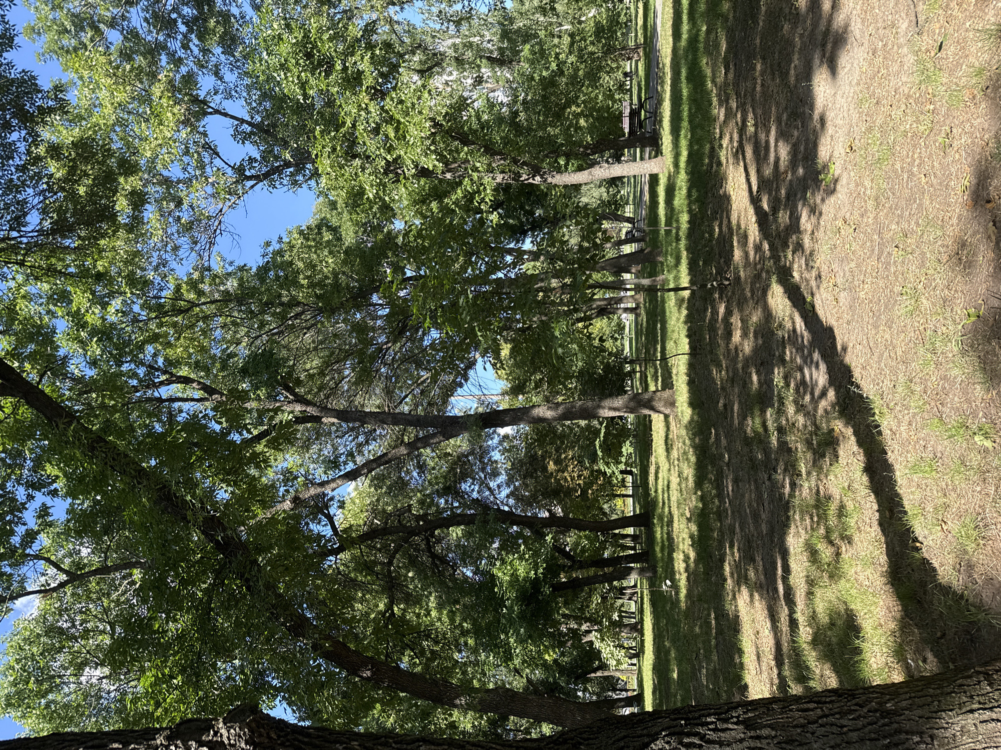 A sun-dappled park in Zaporizhzhia, Ukraine, features a clearing surrounded by mature trees with dense green foliage. The ground is a mix of green grass and dry, brown earth, with scattered pine needles. The dappled sunlight casts distinct shadows across the ground. In the background, a paved pathway runs through the park, with a wooden park bench visible on its side. The sky above is a clear, bright blue. No people are present in the scene.