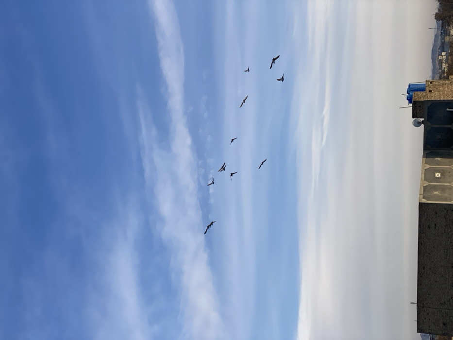 The image depicts an outdoor scene in Kandahar, Afghanistan, presenting an elevated view over urban rooftops towards a distant mountainous horizon. The upper two-thirds of the frame are filled with a blue sky, featuring scattered white, wispy clouds. A flock of ten dark-silhouetted birds, consistent with pigeons, are captured in various stages of flight across the mid-sky, generally positioned from the left to the right side of the frame.
The lower third of the image displays the parapet walls of two adjacent flat-roofed buildings. The structure on the left features a plain, textured wall of unpainted brick or concrete. The structure on the right exhibits a smoother concrete wall with recessed square or rectangular panels. On the rooftop of this right-hand building, a white satellite dish is visible, positioned next to two blue cylindrical water storage tanks. In the distant background, a blurred horizon reveals low-lying urban structures transitioning into elevated terrain or hills/mountains, partially obscured by atmospheric haze. No people are visible.