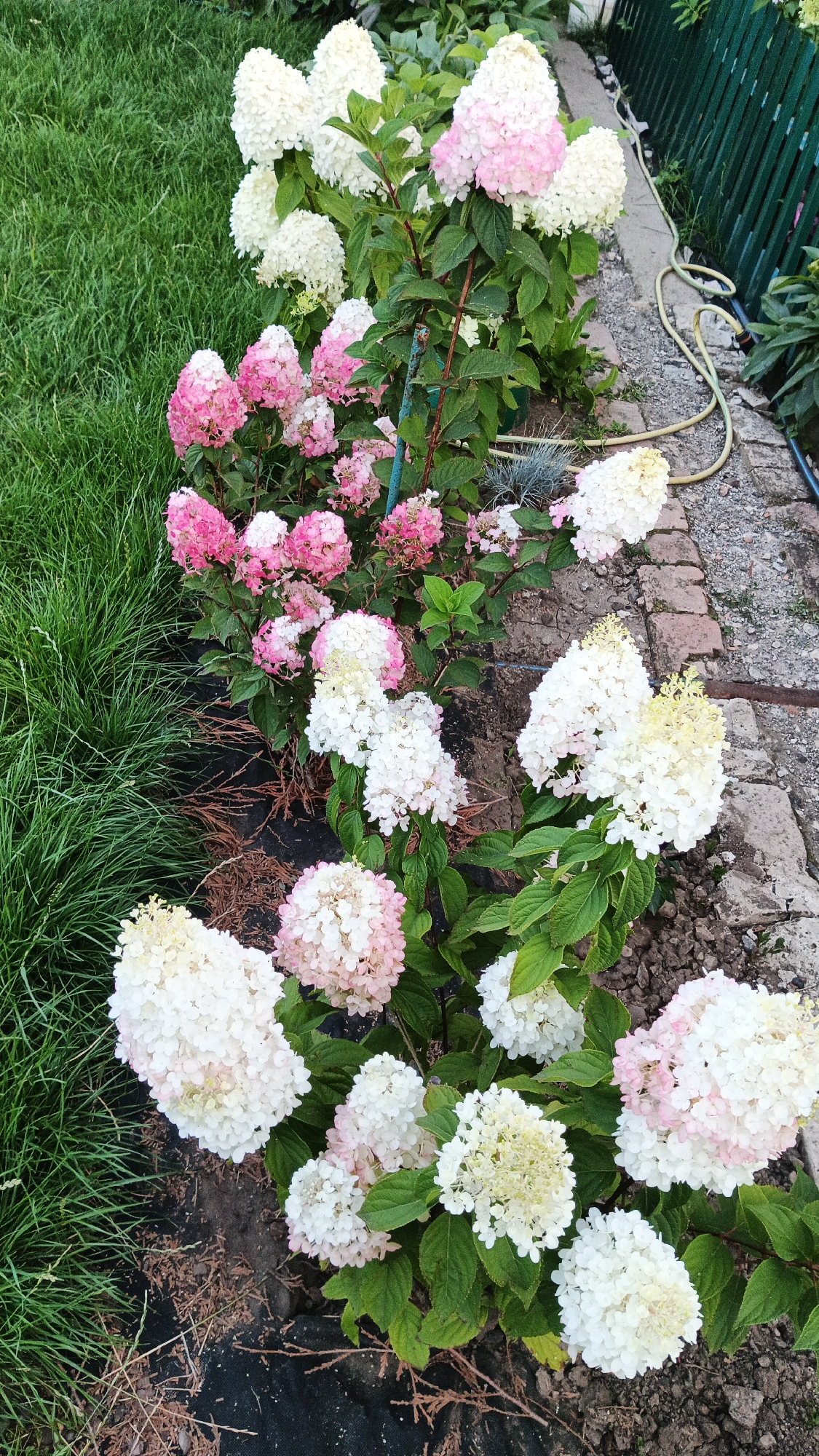This is a medium-angle, full-shot photograph taken outdoors in what appears to be a garden. The foreground features a row of hydrangea plants with large, cone-shaped flower clusters. The flowers exhibit a gradient of colors, ranging from creamy white at the top to pink at the tips of some blooms, while others are predominantly white or pale pink. The hydrangeas are planted in dark soil covered with black landscaping fabric. To the left of the hydrangeas is a patch of vibrant green grass. Behind the flowers, a paved pathway made of brick-like stones is visible, with a green metal fence bordering the edge of the frame on the right. A yellow garden hose snakes along the pathway near the fence. No people or animals are present in the image. The scene suggests a well-maintained garden setting. The location is identified as Kryvyi Rih, Ukraine.