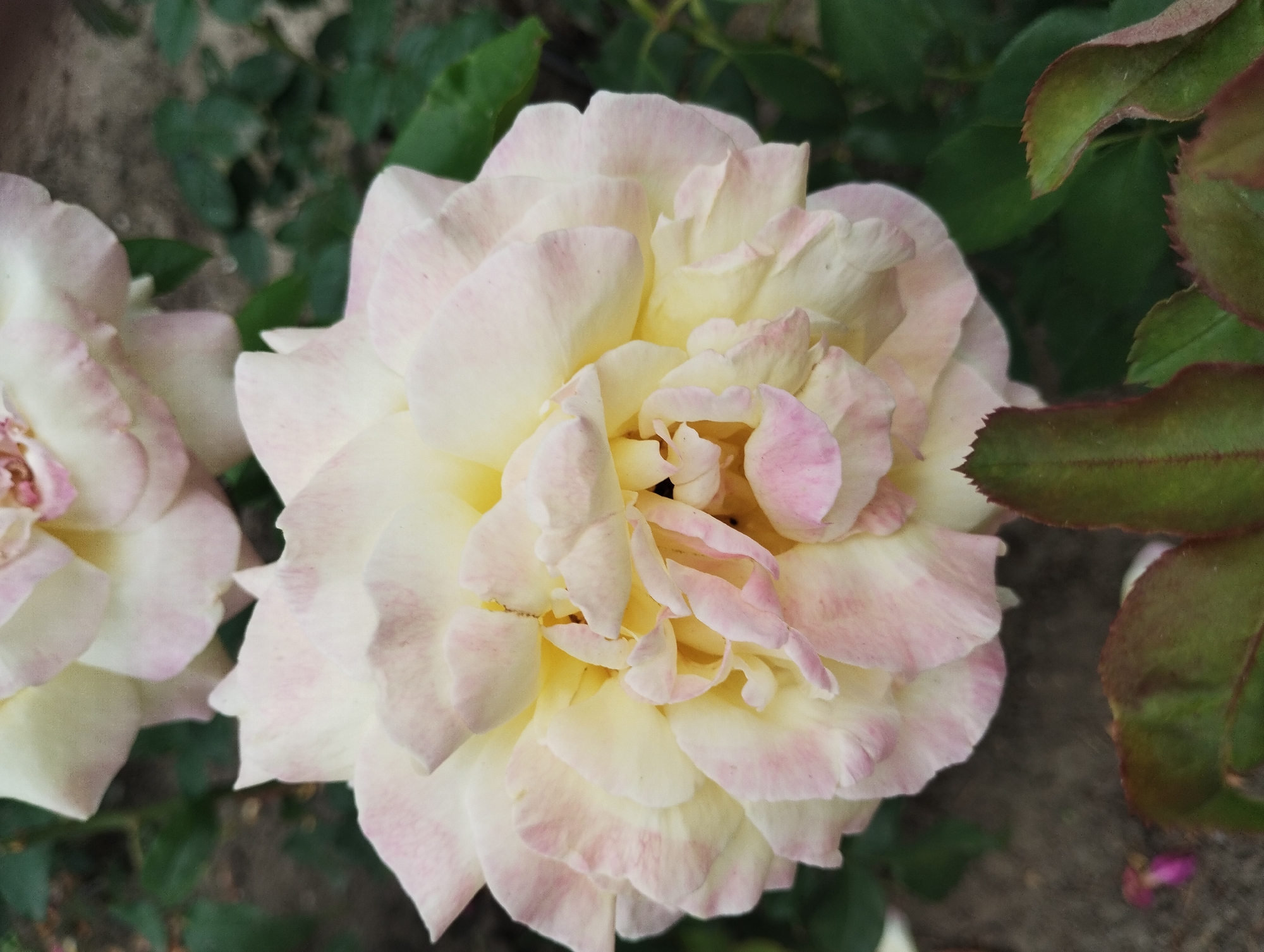 This close-up, eye-level shot captures two light-colored roses, one in sharp focus and the other slightly blurred. The primary rose, positioned centrally, displays a complex arrangement of delicate, layered petals. The petals are predominantly a soft cream or pale yellow, with subtle blush-pink edges and streaks scattered across their surfaces. The center of this rose reveals tightly packed petals, suggesting it is fully open. To the left, a second rose, less in focus, shares a similar color palette of cream and soft pink. The roses are set against a backdrop of lush, dark green foliage, with some of the leaves exhibiting reddish-brown margins, hinting at their maturity or perhaps a specific variety. The ground beneath the roses is a muted brown, appearing to be soil or gravel, with a few fallen rose petals visible. The lighting suggests it is daytime, with soft, diffused light illuminating the flowers. The overall mood is serene and natural, highlighting the delicate beauty of the roses. There is no visible text in the image. The location context is Sumy, Ukraine.