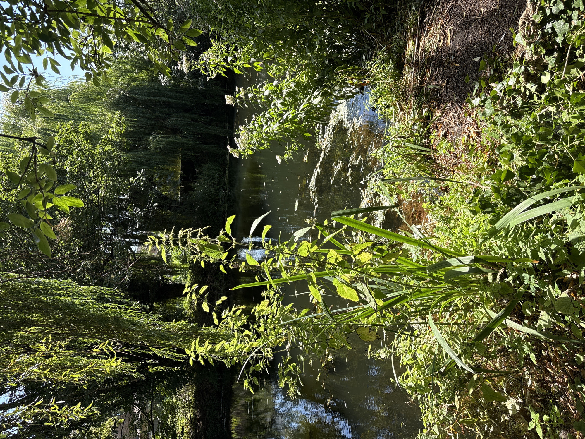 The image depicts a serene canal or riverbank scene bathed in sunlight. The foreground is a lush tapestry of green foliage, including tall grass-like plants, leafy bushes, and ivy creeping along the ground. The water, dark and reflective, occupies the middle ground, dotted with small patches of organic matter floating on its surface. On the opposite bank, dense trees, including a prominent weeping willow with its long, trailing branches, create a verdant backdrop. Sunlight filters through the leaves, dappling the scene with light and shadow. The overall impression is one of a tranquil, natural setting within an urban environment. While the specific location within Chelmsford is not identifiable from the image alone, the presence of a canal suggests it could be along one of the waterways that traverse the city. There are no people or animals visible in the scene.