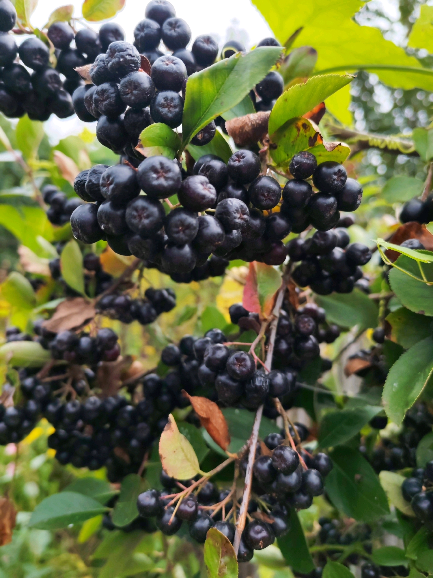 A close-up, outdoor photograph shows clusters of ripe aronia berries hanging from branches against a blurred background of green leaves and lighter foliage. The berries are deep black, round, and appear to be covered in dew drops in some areas. The lighting suggests it is daytime, with the sun filtering through the leaves. There are no people or man-made structures visible. The image is likely from a garden or natural setting, potentially in the city of Chaikovsky, Russia, given the context.