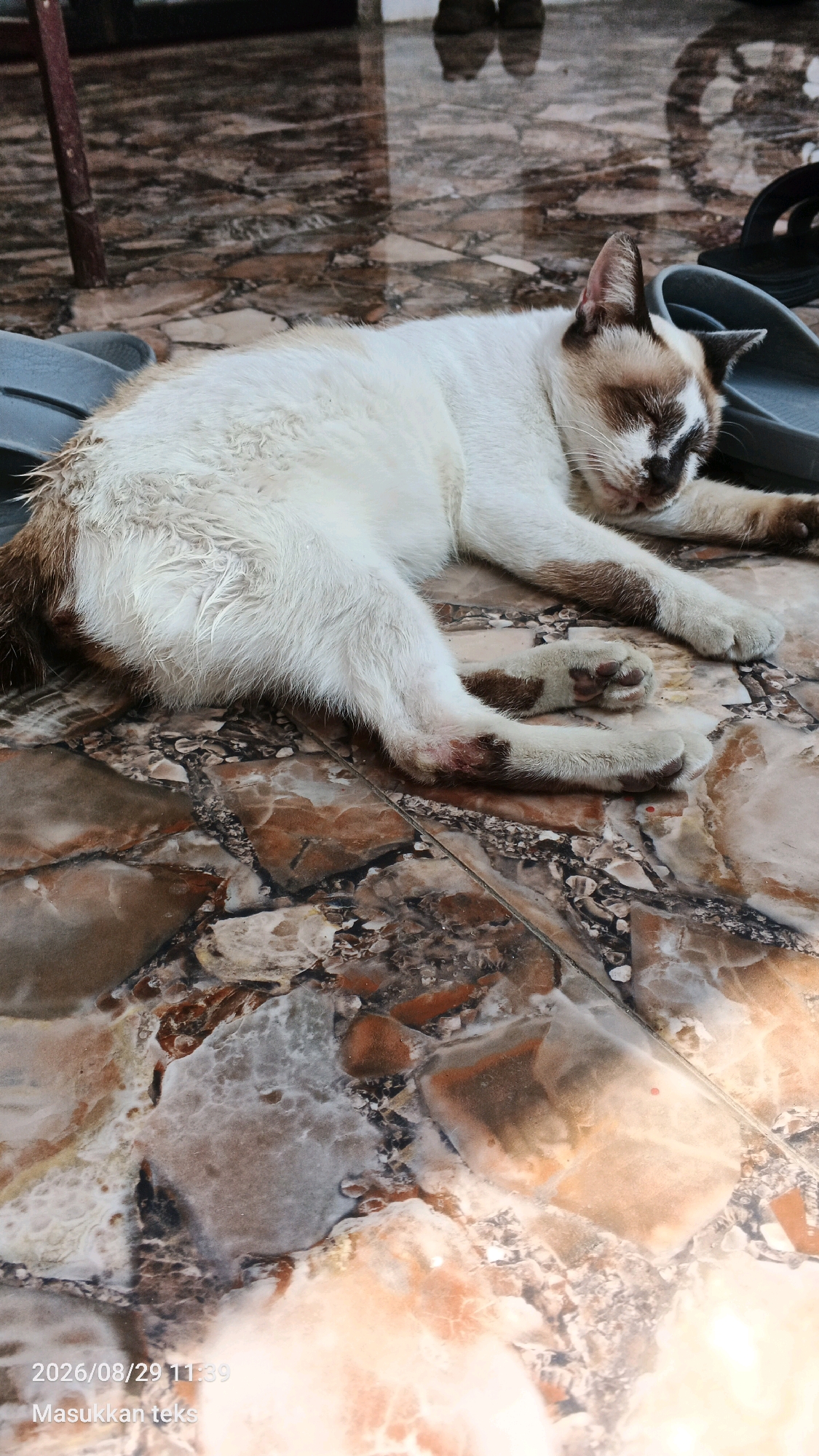 In Sumberporong, Indonesia, a Siamese cat with white fur and brown markings rests on a marble-tiled floor. The cat is lying on its side, with its head turned to the right and its eyes closed. Its front legs are extended forward, and its back legs are tucked beneath its body. The cat's fur appears wet in some areas. Next to the cat are two pairs of sandals, one grey and one black. The floor tiles are a mix of brown, beige, and white, with a reflective surface. In the background, there are blurred reflections of people standing. The timestamp "2026/08/29 11:39" and the text "Masukkan teks" are visible in the bottom left corner of the image.