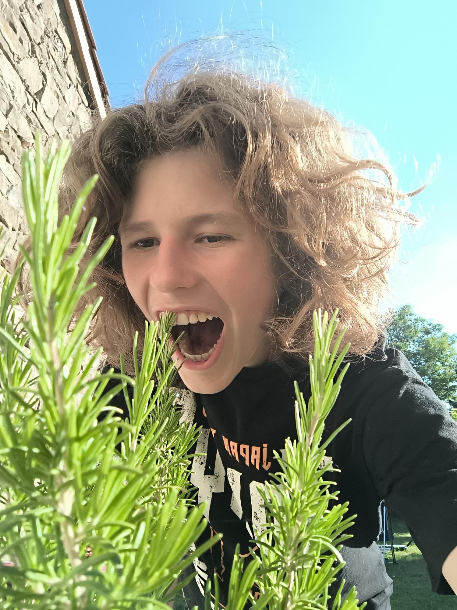 A young person with light brown, wavy hair, wearing a black t-shirt, is positioned in front of a dense green plant, possibly rosemary, in an outdoor setting. The person has their mouth wide open, seemingly about to bite into the plant. The background includes a stone wall to the left, a clear blue sky above, and a tree visible towards the right. The location is presumed to be in Pélussin, France, based on external context not available in the image itself.