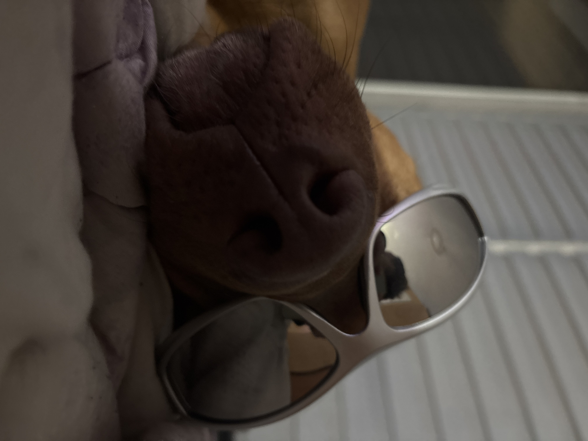 A close-up, slightly Dutch-angled shot features the snout and nose of a dog, prominently wearing a pair of silver-framed, highly reflective sunglasses. The dog's nose is dark brown, wet, and textured, with visible wrinkles and pores, and a few fine whiskers protrude from the surrounding light brown fur. The sunglasses rest on the bridge of its nose, reflecting a human silhouette, likely the photographer, clad in dark clothing. Behind the reflected human, indistinct shapes of indoor objects, possibly furniture, are vaguely visible, including a light brown, rectangular form.
To the left of the dog's snout, a soft, light purple or grayish textile, possibly a blanket or towel, is draped, partially obscuring the dog's head and suggesting it is resting comfortably. The background on the right reveals a light-colored, linear pattern, possibly a metal grate, a cooling rack, or a ribbed surface, indicating an indoor environment.
The image conveys a humorous and affectionate interaction with a pet. The lighting is somewhat dim, suggesting an indoor setting with artificial light or subdued natural light. No specific location cues for Sofia, Bulgaria, or visible text are present in the image.