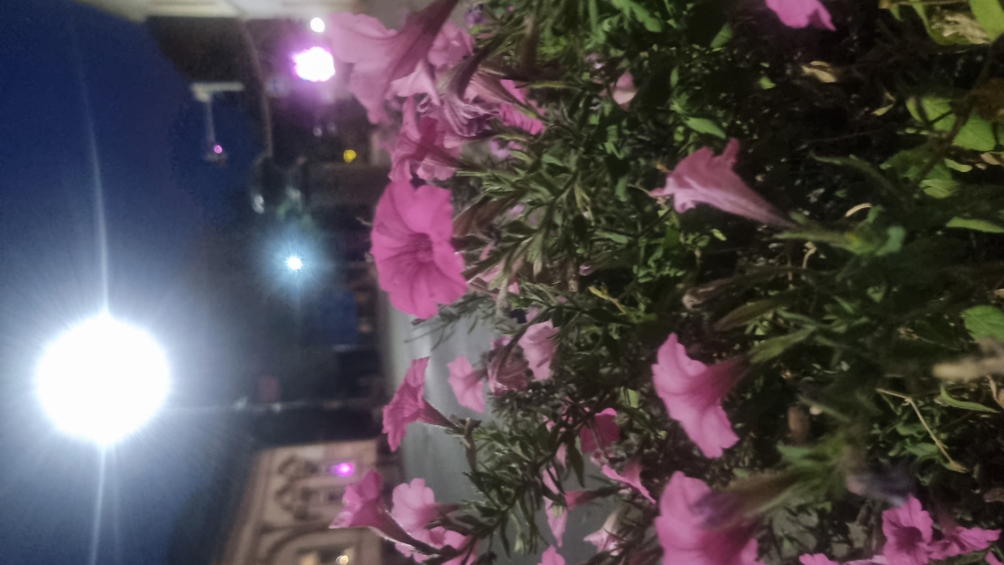 An outdoor, nighttime photograph, taken from a low angle, captures a close-up view of pink petunia flowers in the foreground. The flowers are abundant, with some in sharp focus and others softly blurred. Behind the flowers, the scene opens up to a dimly lit urban environment. A large, bright light source, likely a streetlamp, dominates the upper left portion of the image, casting a strong glow that overexposes the area around it and creates lens flare. Further into the background, other streetlights are visible, including a smaller, brighter one and a purple light. Buildings with architectural details, possibly historical, are present on the left side of the frame, appearing as darker silhouettes against the night sky. Traffic lights are also discernible in the distance. The overall impression is of flowers lining a street at night in Berehove, Ukraine, illuminated by artificial light.