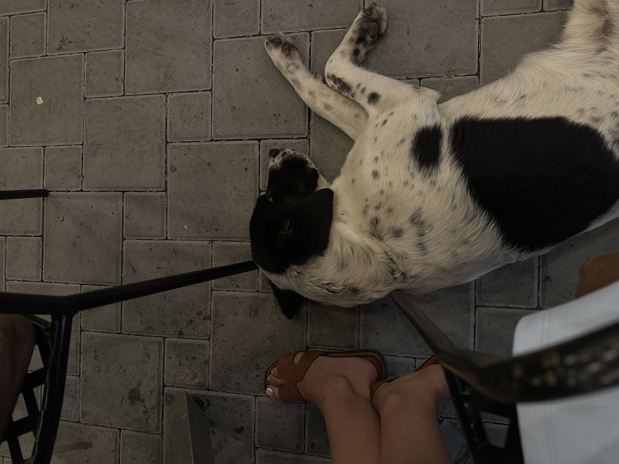 The image shows a black and white dog lying on a paved outdoor area, likely a patio or sidewalk, in Petrich, Bulgaria. The dog is resting on its side with its legs splayed out. To the left of the dog, a person's legs are visible, wearing a brown sandal. A dark metal chair leg is also present in the foreground. The ground is made of square gray paving stones. The scene suggests a casual, relaxed atmosphere.