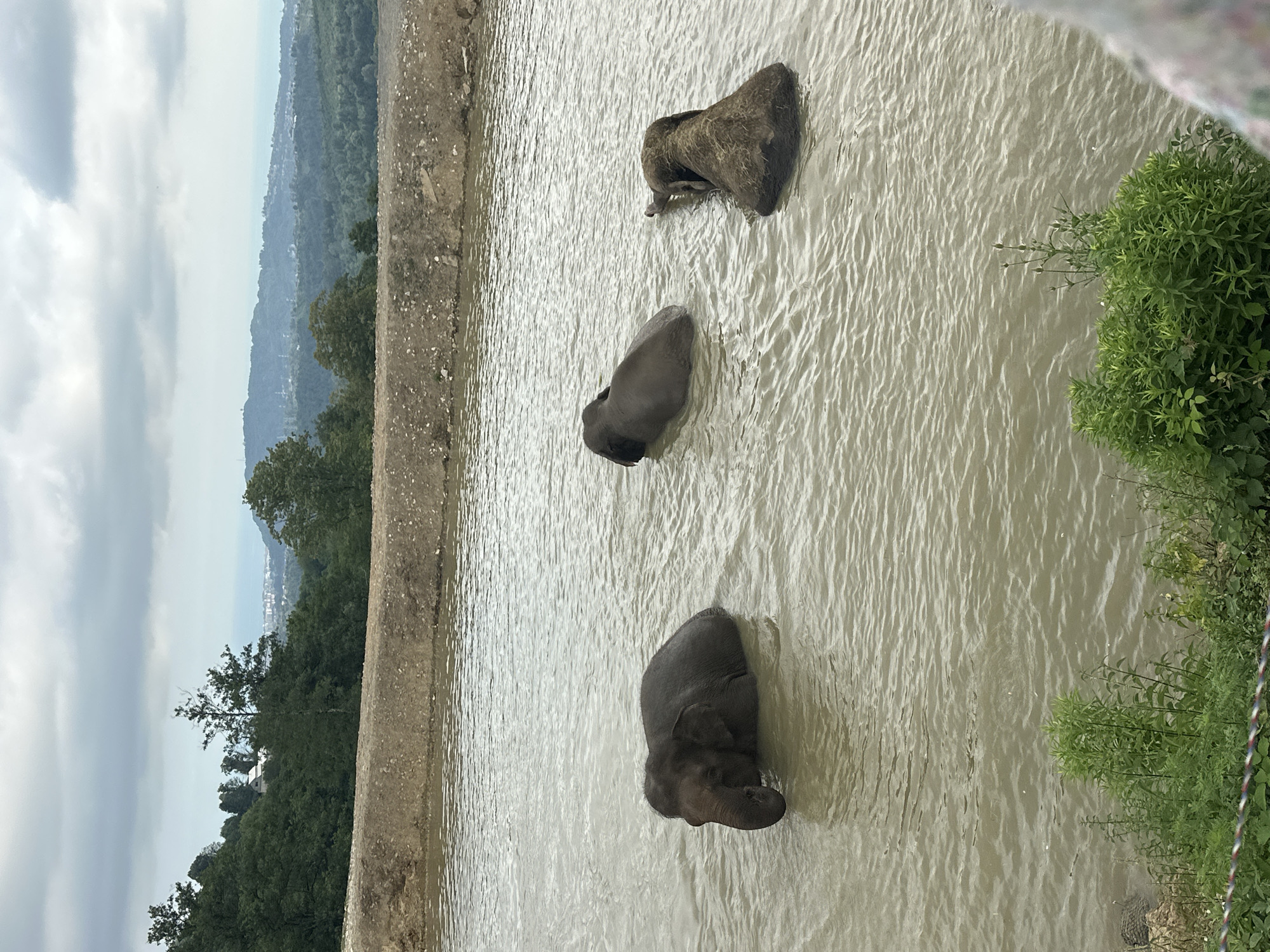 In Nizhnyaya Shilovka, Russia, three elephants are in a muddy pool of water. The elephant on the left is facing forward and appears to be submerged up to its neck. The elephant in the middle is facing away from the camera, with its back and head visible above the water. The elephant on the right is also facing away, with only its back and head above the water, and its ears are partially submerged. The water is murky brown, and ripples are visible on the surface. The background shows a shoreline with dirt and rocks, and beyond that, a lush green forest that extends to the horizon. The sky is overcast with gray clouds. In the distance, there is a hazy view of a town or city nestled amongst rolling hills.
