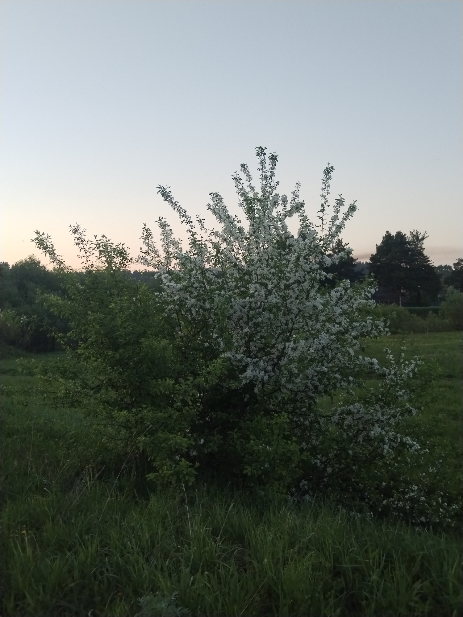 The image depicts a flowering tree in a field, likely located in or near Rusalevka, Russia, based on the prompt. The tree is covered in white blossoms and stands next to another green bush. The field is filled with tall green grass. In the background, there are more trees and an open sky in the evening or early morning, suggested by the muted light. No people or signs of human interaction are visible.