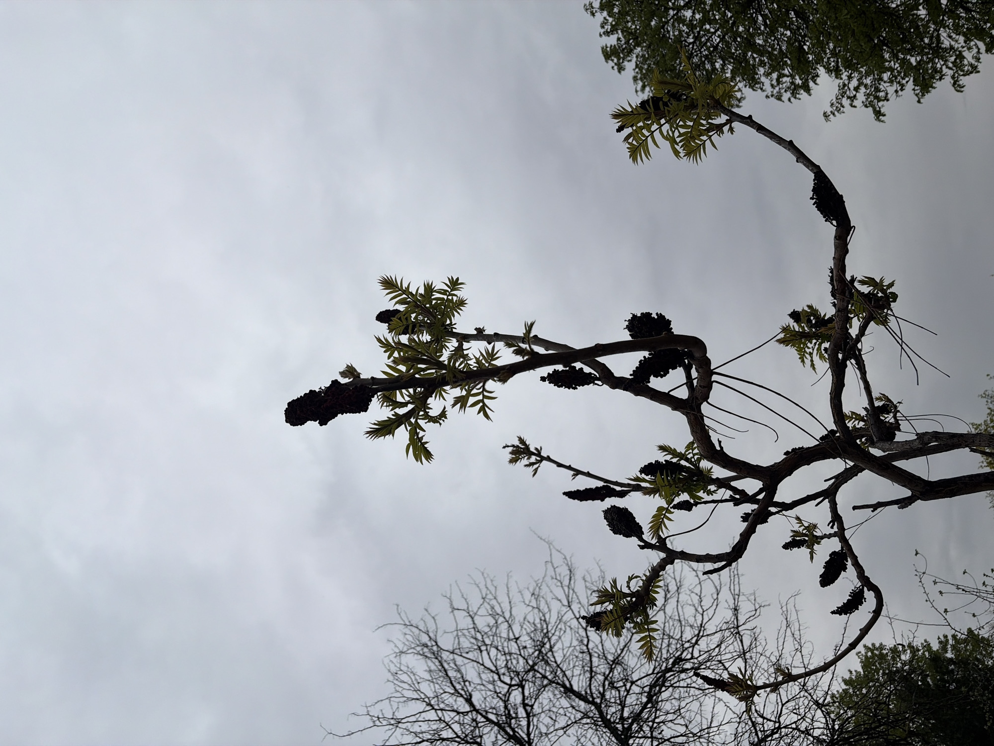 A low-angle shot shows tree branches against a cloudy sky. One branch prominently displays clusters of dark, elongated fruiting bodies and light green, compound leaves. Other branches with similar features extend across the frame. Bare branches of a leafless tree are visible in the lower center of the image. The cloudy sky fills the background. Specific location in Plovdiv, Bulgaria, cannot be determined from this image.