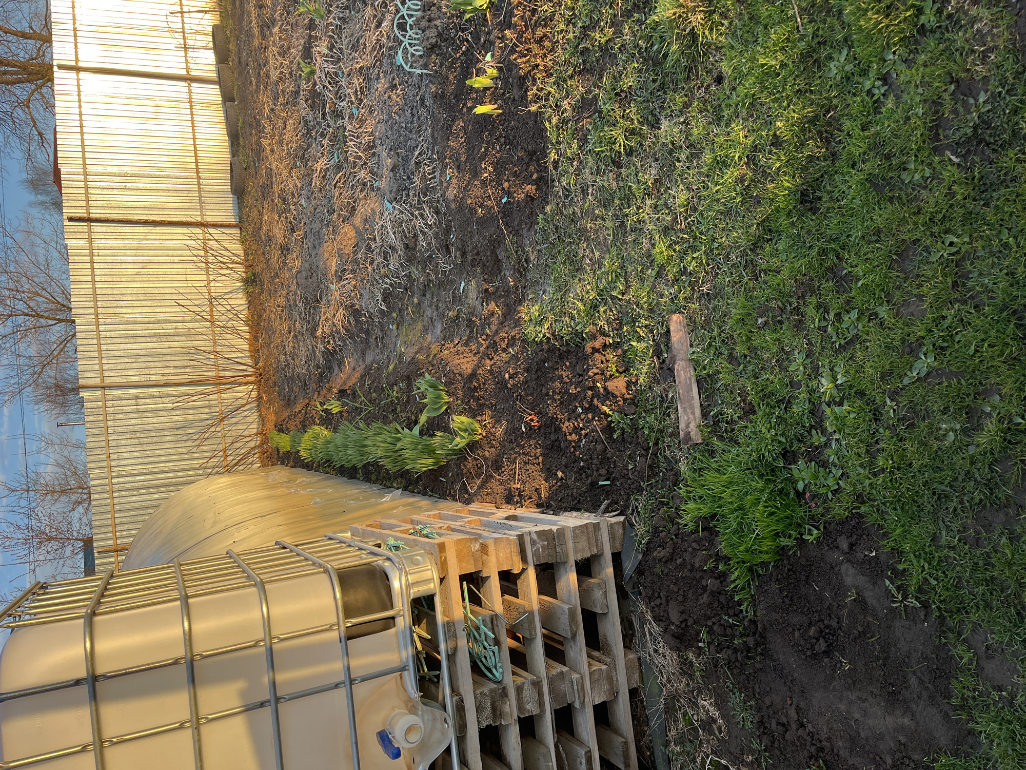 This media file captures an outdoor scene, likely a garden or backyard in Chaikovsky, Russia, during what appears to be the golden hour of either sunrise or sunset, given the warm, strong sunlight and long shadows.
In the foreground to the left, a large, white intermediate bulk container (IBC tote) with a metallic cage frame is prominent, resting on a stack of wooden pallets. Next to it, more wooden pallets are stacked, with some green ropes or hoses intertwined on them. Behind these pallets, a low, tunnel-like structure covered in clear plastic or sheeting, possibly a small greenhouse or cold frame, is visible.
The central part of the image shows a garden bed with dark, tilled soil. Several rows of bright green sprouts or young plants are emerging, indicating early spring growth or recent planting. A coiled green garden hose lies in this area. To the right, a section of vibrant green grass grows, interspersed with patches of bare soil, and a small wooden plank rests on the ground.
In the background, a tall corrugated metal fence, appearing radiant gold from the direct sunlight, stretches across the scene. Beyond the fence, the bare branches of deciduous trees are silhouetted against a clear, light blue sky. The overall impression is one of a functional garden space, perhaps in preparation for the growing season, bathed in natural light. There is no visible text in the image.