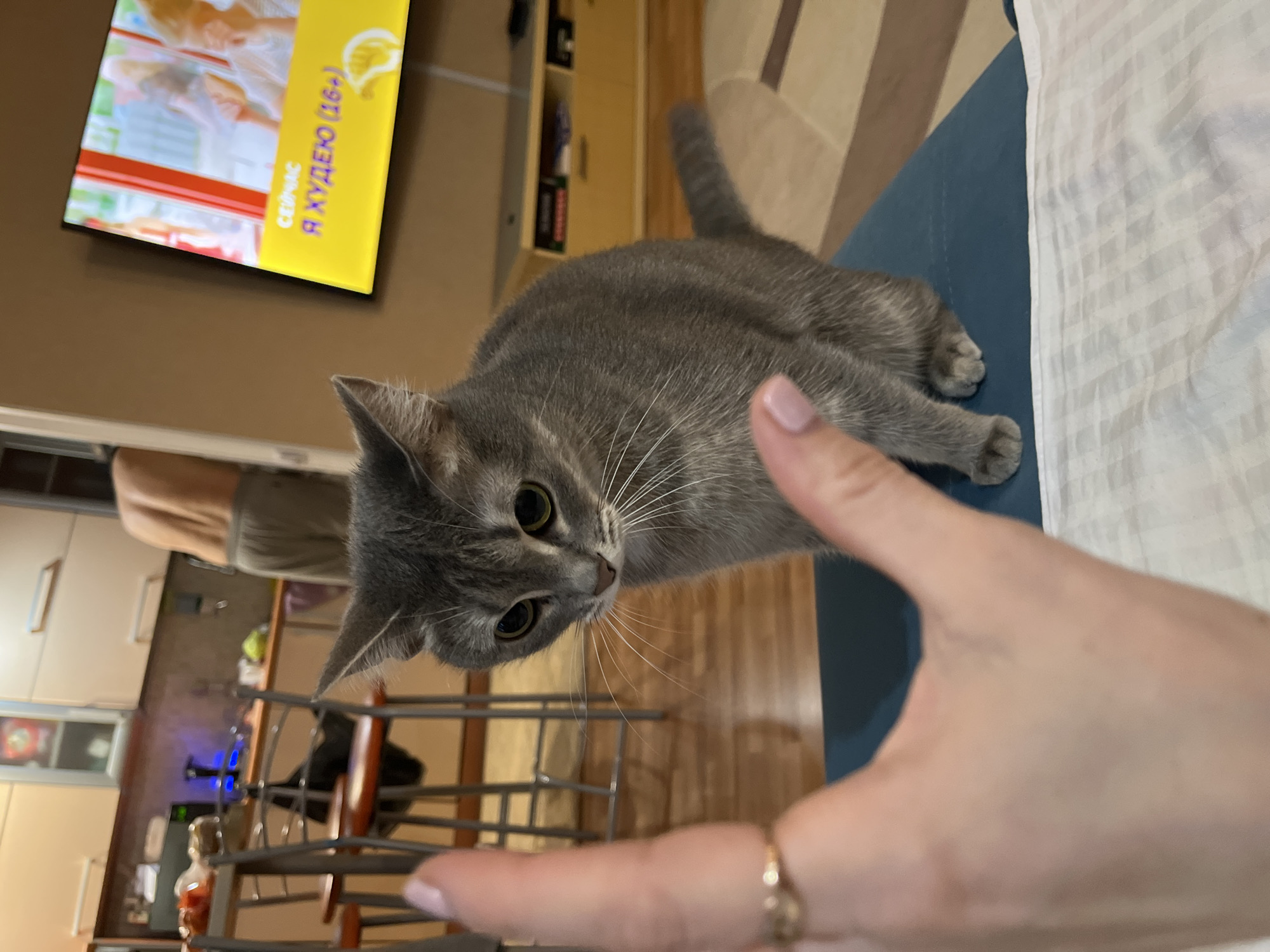 A gray tabby cat is the main subject of the image. It is sitting on a blue surface with a white patterned fabric adjacent to it. A hand with a gold ring on the ring finger is in the foreground, possibly interacting with the cat. The background shows a living room or kitchen area with furniture, a TV screen displaying text in Russian ("Я худею 16+"), and part of a kitchen with chairs and countertops. The location may be Chaikovsky, Russia, due to the presence of Russian language text.