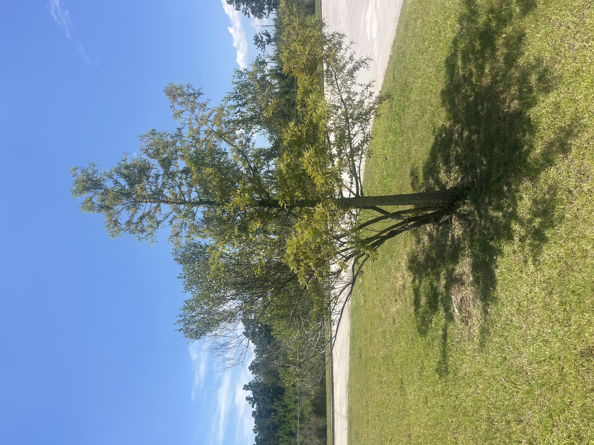 A lone tree with green foliage stands in the center of a grassy area. The tree has multiple trunks branching out and is casting shadows on the ground. In the background, there is a concrete area, a fence, and a dense line of trees. The sky is a clear blue with a few wispy clouds. The location is the city of Pooler, United States of America.