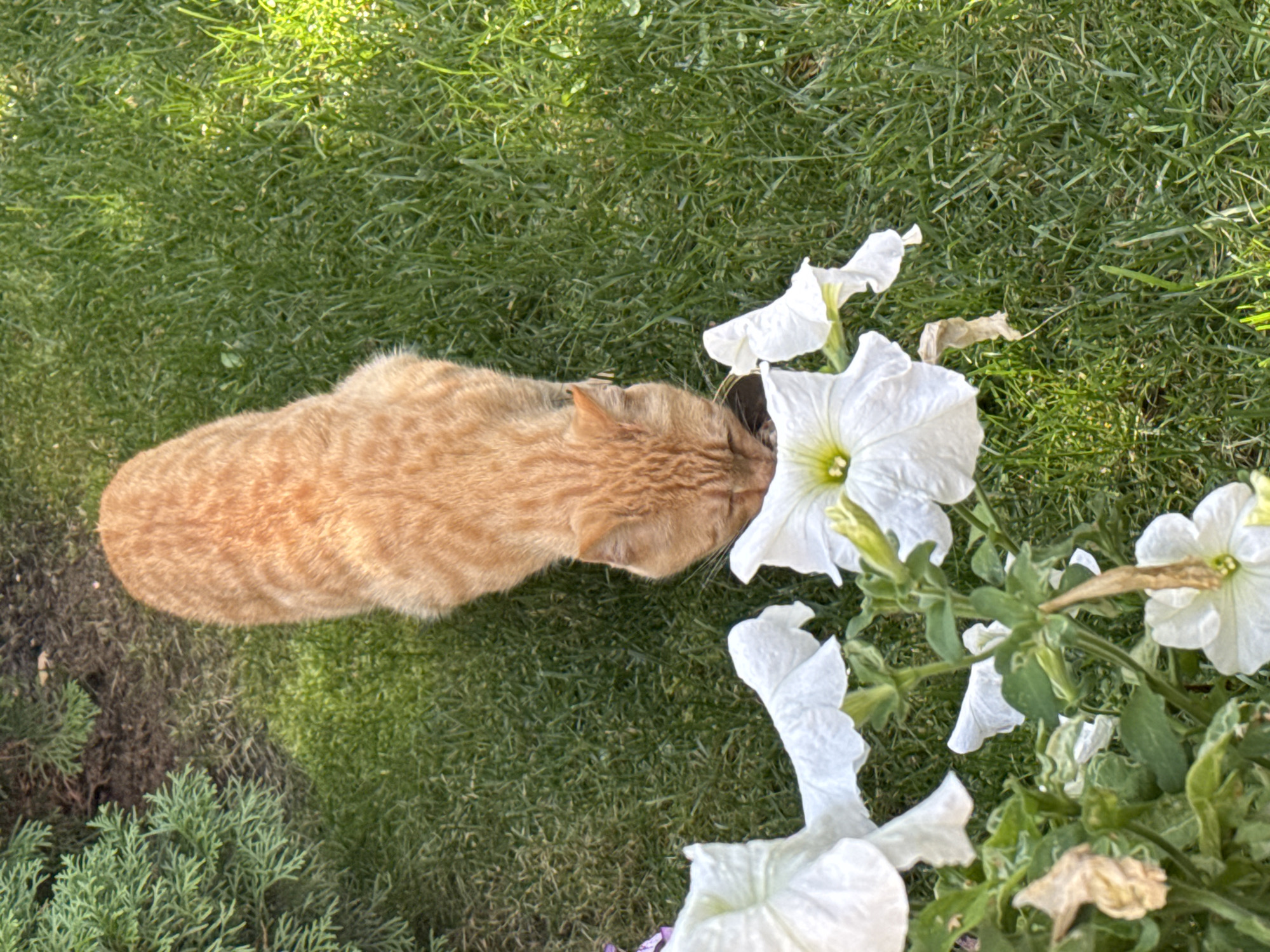 An overhead shot shows an orange tabby cat with its head down, apparently drinking from a small, dark opening in the green grass. The cat's body is elongated, and its fur is striped. In the foreground, several white petunia flowers are visible, with some wilting or dry petals. The background consists of well-maintained green grass and the edge of some greenery, possibly a shrub or tree, on the left. The lighting suggests it is daytime with sunlight casting shadows on the grass. The location is identified as Sary-Oy, Kyrgyzstan.