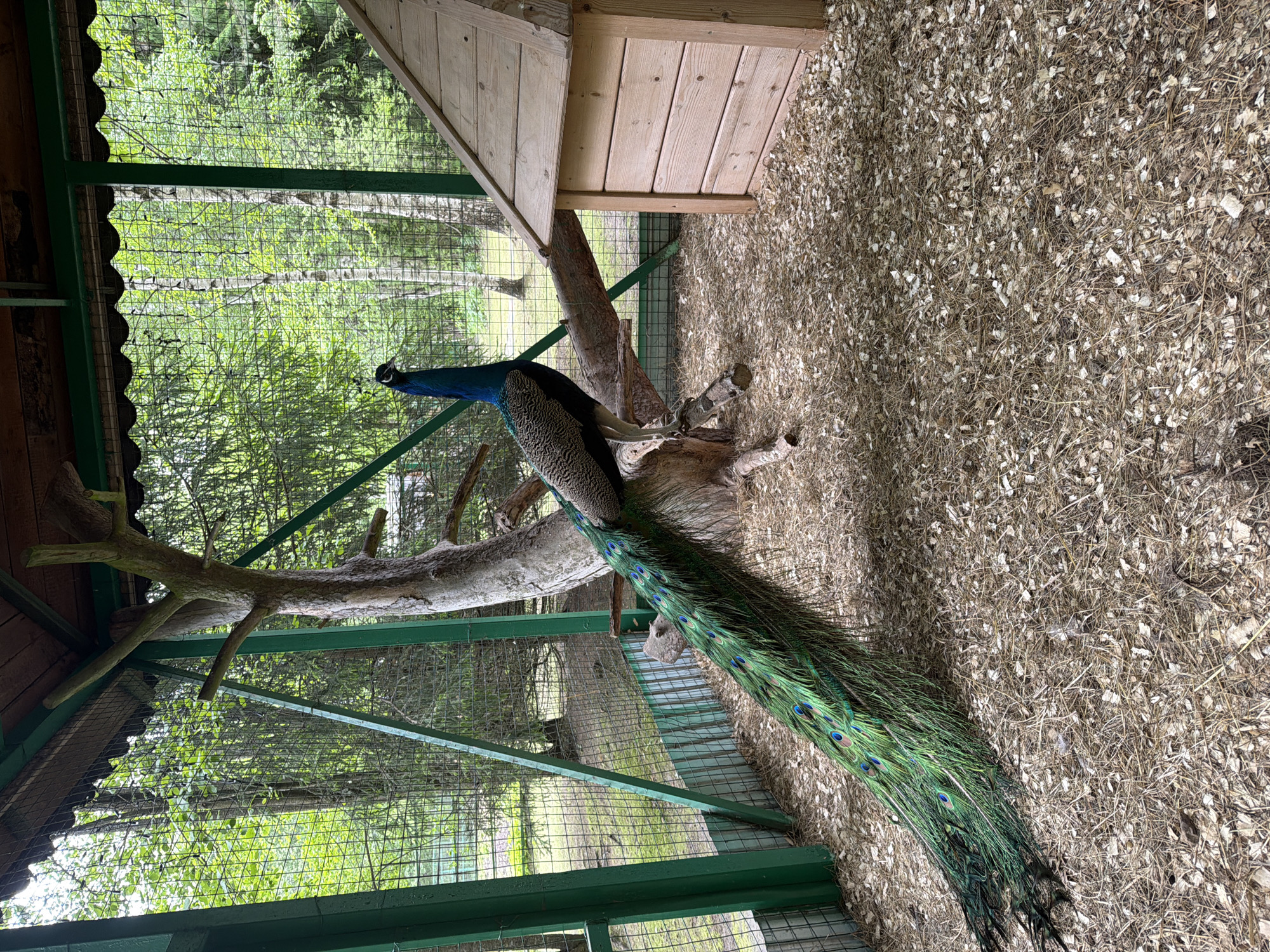 A peacock is perched on a tree branch inside an enclosure with a wooden structure overhead. The ground is covered in wood shavings or similar material. The enclosure is made of wire mesh with green supports. Outside the enclosure, trees and greenery are visible. The photograph was taken in Zaplav'e, Russia.