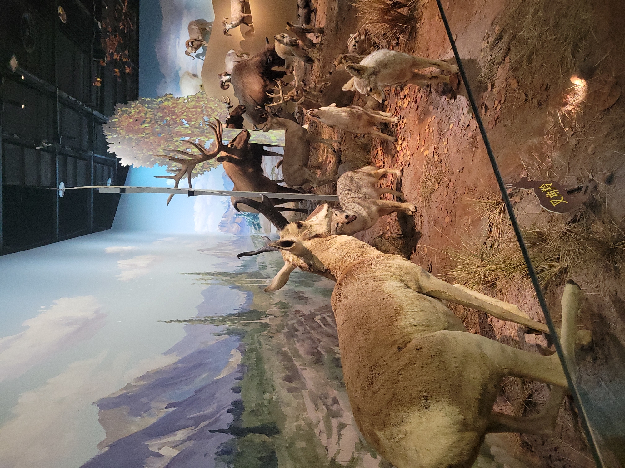 The image depicts a diorama of animals in a museum setting, located in Qingyang District, China. In the foreground, a taxidermied pronghorn is positioned to the left, facing towards the right. Behind it, several taxidermied coyotes are scattered throughout the scene. Further back, a taxidermied elk with large antlers stands prominently, alongside a taxidermied bison and several taxidermied bighorn sheep. The diorama is set against a painted backdrop of mountains, trees, and sky, creating a naturalistic environment. A small, yellow sign with Chinese characters is visible on a brown marker in the lower right portion of the image. The overall scene is static and arranged for display.