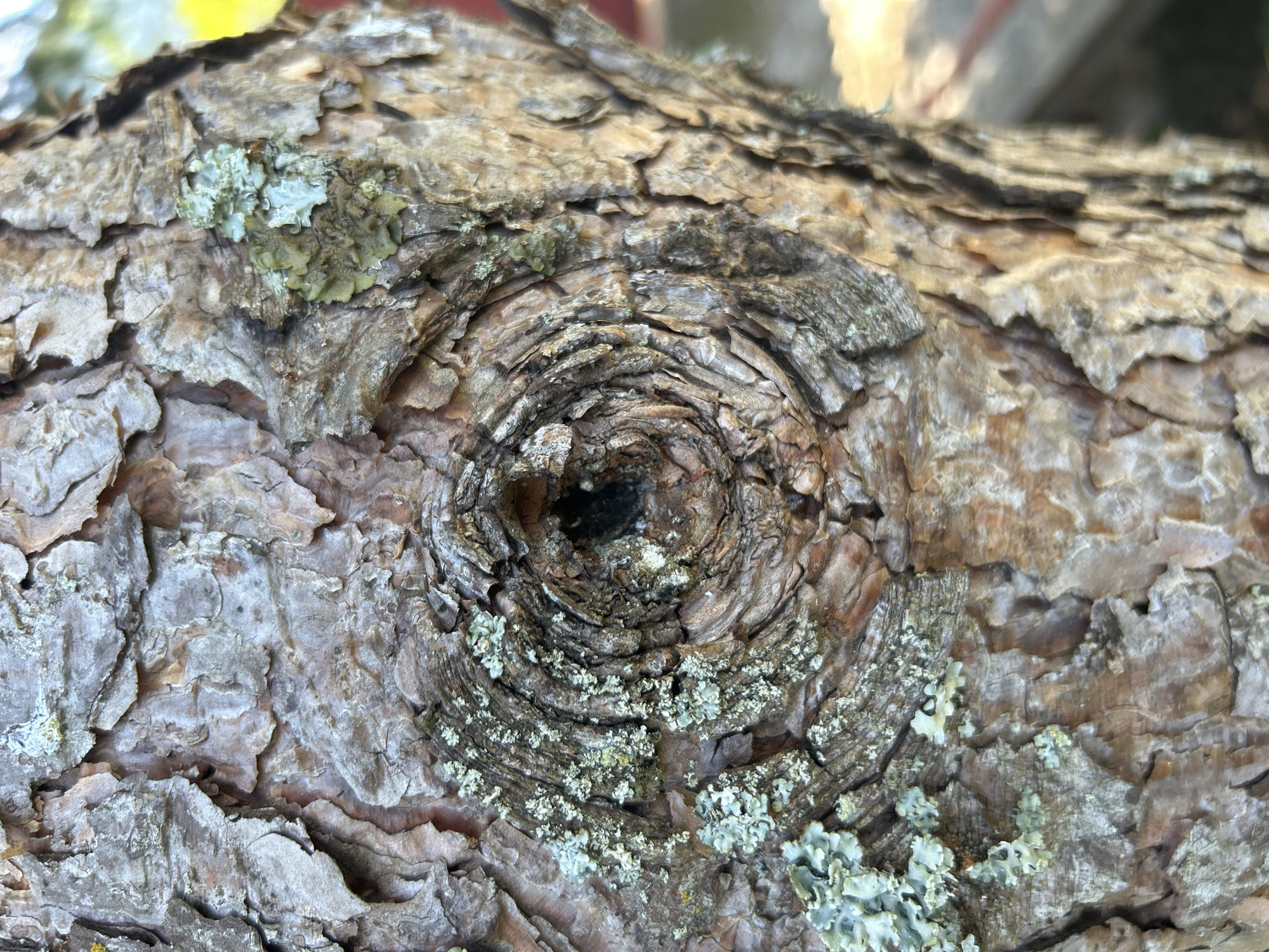 A close-up, eye-level, vertical photograph shows the bark of a tree, likely in Kalitsino, Russia. The bark is rough and textured, with deep crevices and flakes. There is a prominent knot in the center of the image, appearing as a circular, layered pattern with a dark opening in its core. Greenish-gray lichen grows on various parts of the bark, particularly around the knot. The background is blurred, with hints of natural light and possibly some man-made structures. The overall impression is one of natural texture and age.