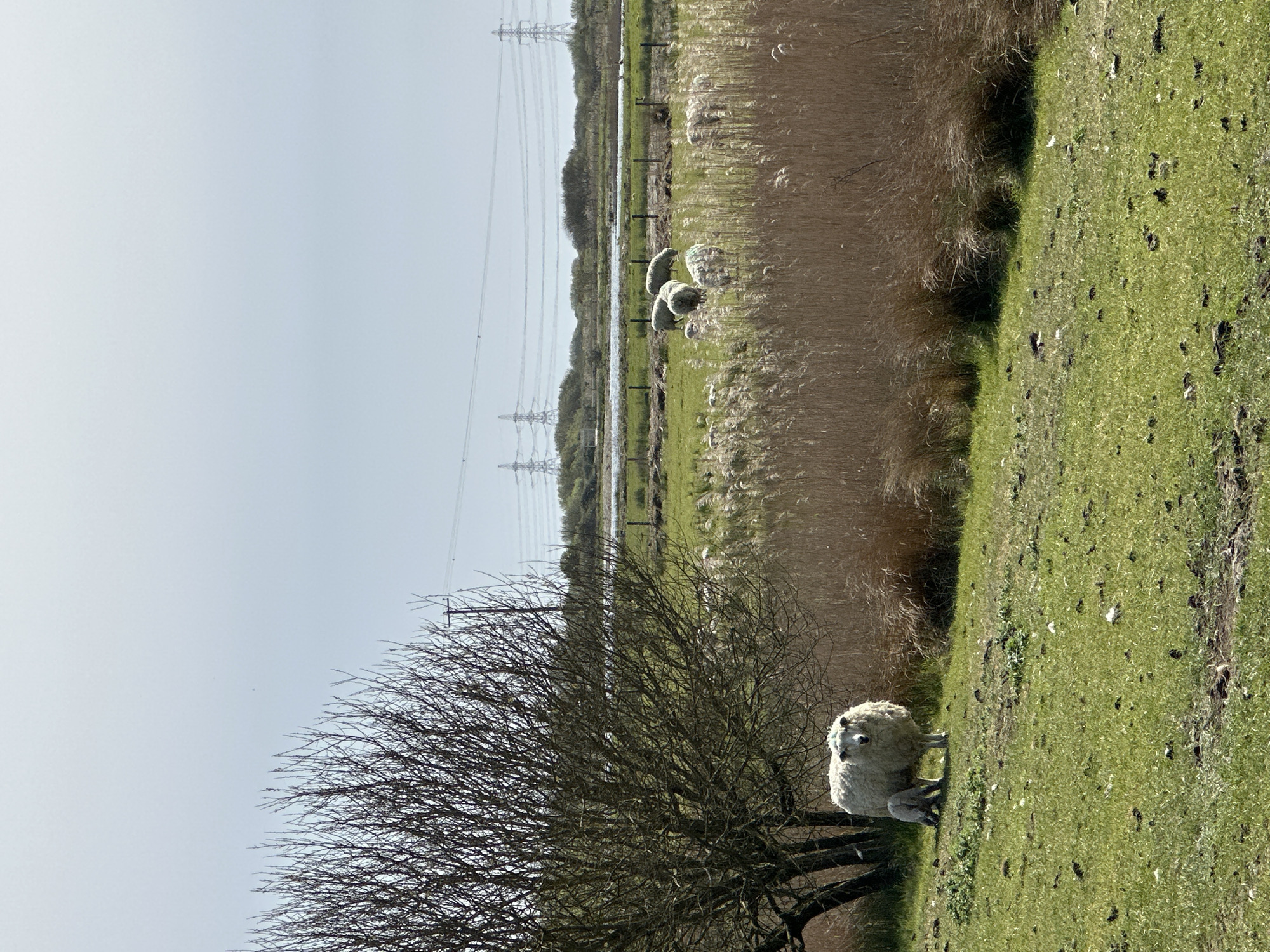 The image shows a rural scene in the Folkestone and Hythe District, United Kingdom. A flock of sheep grazes in a grassy field next to a reed bed, with a drainage ditch or small body of water visible in the background. Overhead power lines stretch across the horizon. In the foreground, a leafless tree partially obscures the view, and a sheep with a lamb stand beside it. The ground is covered in green grass with evidence of sheep droppings.