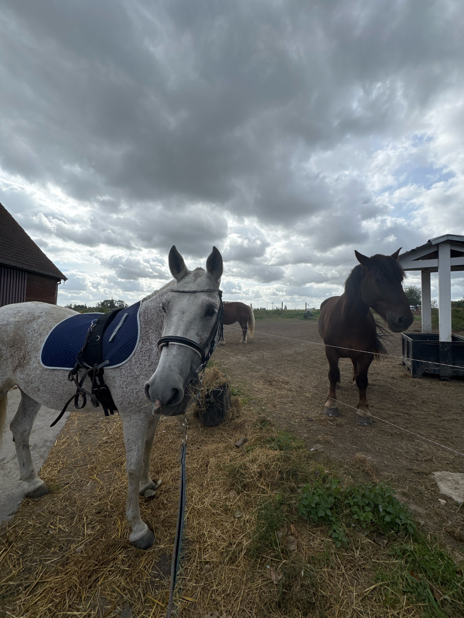 The image depicts a stable or farm area in Estaimpuis, Belgium, under a cloudy sky. In the foreground, a dappled grey horse is positioned on the left, facing the camera and wearing a blue saddle pad and bridle. Its head is lowered, and its tongue is slightly visible. To the right, a dark brown horse stands facing forward, also equipped with a bridle. Behind these two horses, a lighter-colored horse is partially visible in the mid-ground. The environment includes dry straw scattered on the ground, dirt, and a white wooden structure with a black trough. A brick building with a dark roof is present on the far left. The overall impression is a rural setting, possibly a horse farm or riding school.