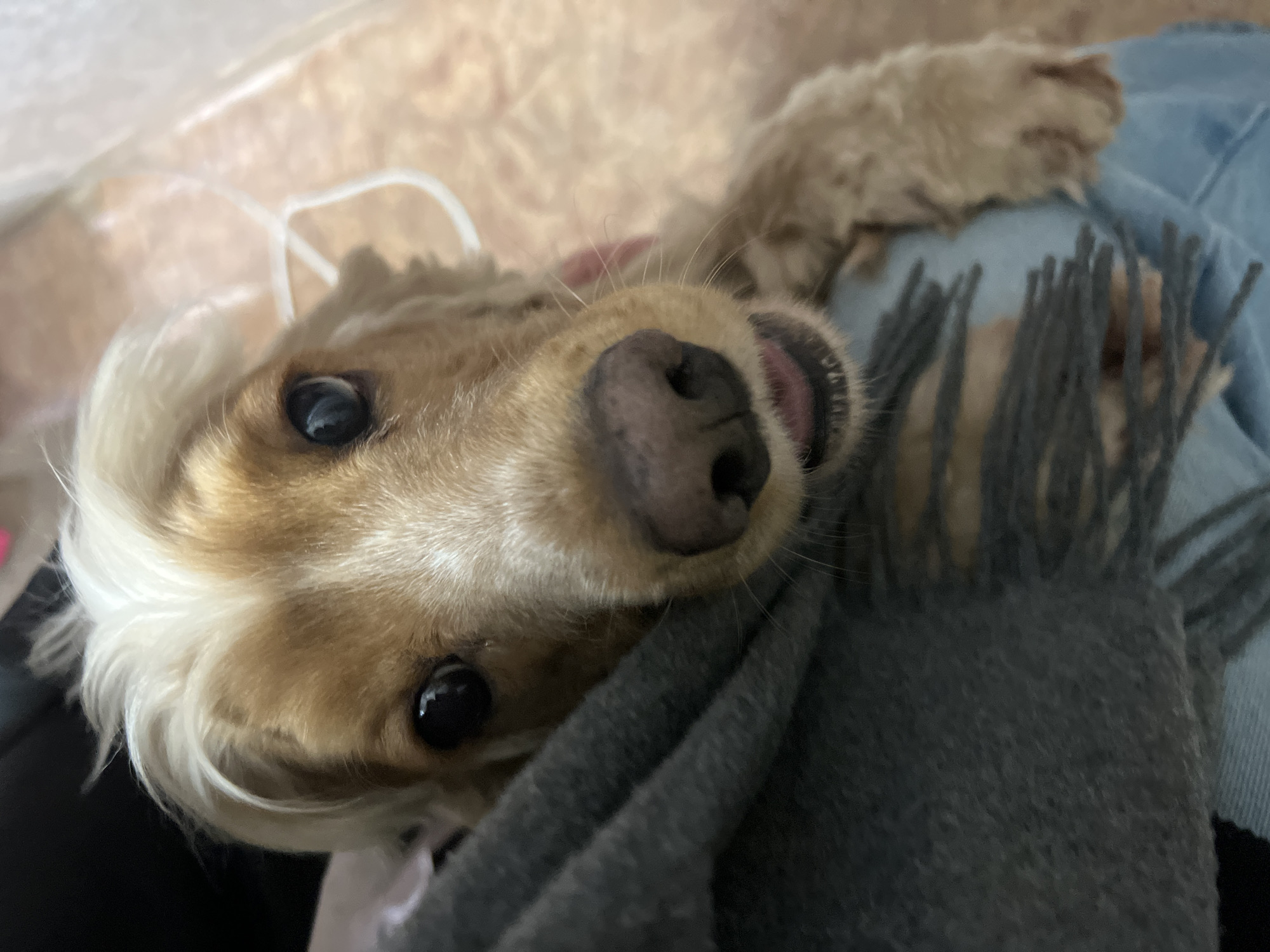 A tan and white Cocker Spaniel dog is lying on its back, its head tilted toward the camera. The dog's black eyes are clearly visible. Part of its pink tongue is slightly protruding from its mouth. A dark gray scarf with fringe is next to the dog's face. A person wearing blue jeans is visible in the background. A white cord is also visible in the upper-left corner of the image. The environment appears to be indoors.
There is no information in the image to suggest this was taken in the city of Chaikovsky, Russia.