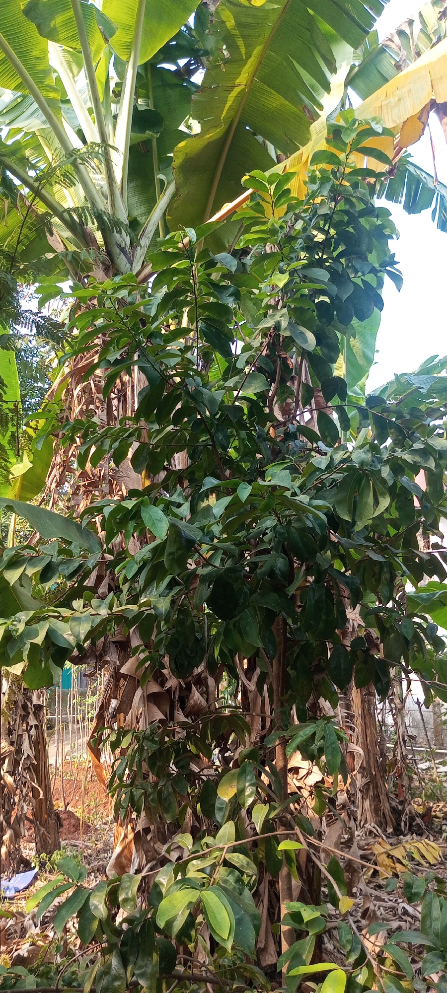The image captures an outdoor scene dominated by lush greenery. In the foreground, a leafy tree with dark green foliage and thin branches is prominently featured, its leaves catching the sunlight. Behind this tree, the fibrous, light brown trunk and large, ribbed green leaves of a banana plant are visible. The banana plant's leaves stretch towards the top of the frame, creating a canopy. The ground is covered with dry, brown leaves and some scattered debris, suggesting a natural, possibly unkempt, outdoor environment. A hint of a wooden fence and some reddish-brown soil are visible in the background, along with a suggestion of a structure or building further in the distance. The lighting suggests it is daytime, with sunlight illuminating the leaves and casting some shadows.