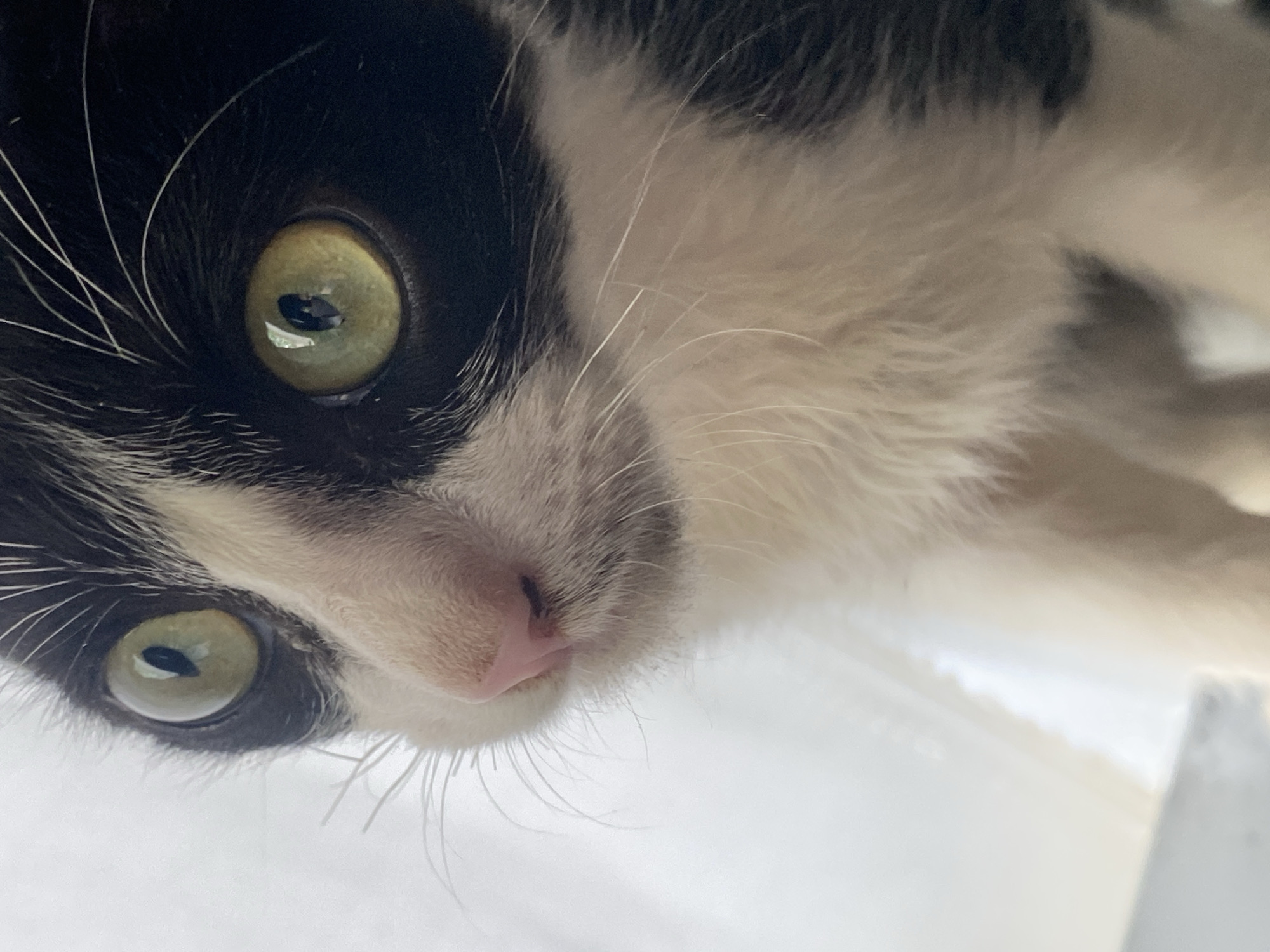 A close-up, slightly off-center, and vertically oriented shot features a black and white cat. The cat's face, angled downwards towards the viewer, is the primary focus. Its large, round eyes exhibit a light green hue, with visible reflections. The cat has a pink nose and white whiskers, set against a predominantly white background. No other specific location, subjects, objects, actions, or interactions are depicted or implied in the image. The image does not provide any information regarding Tinaquillo, Venezuela.