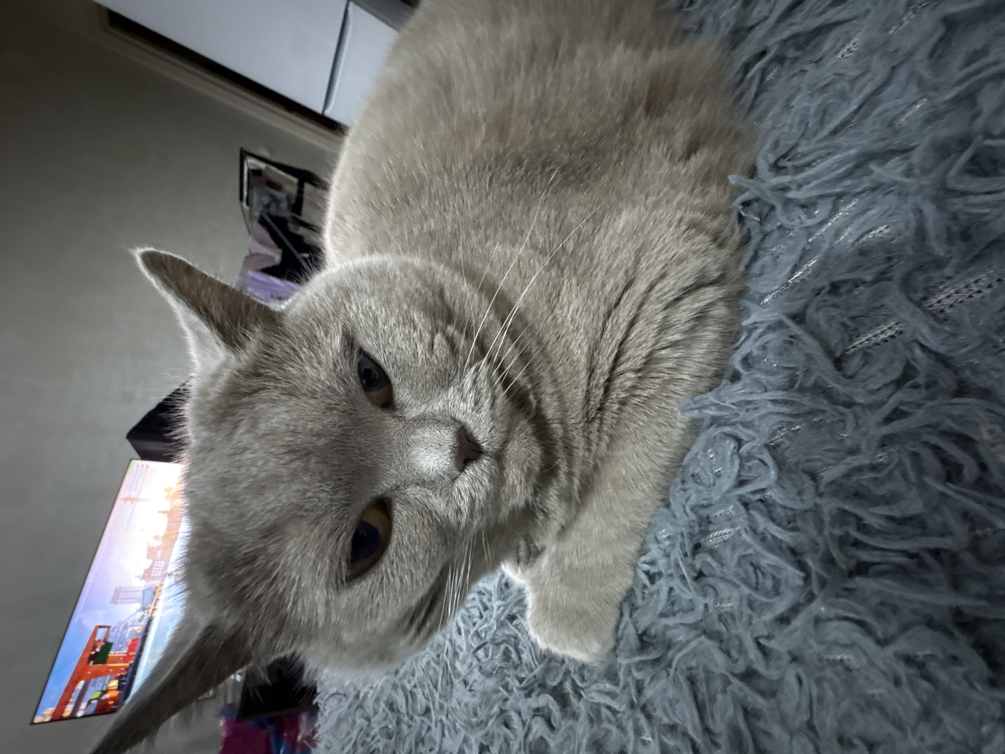 The image depicts an indoor domestic scene, identified as being in the city of Izhevsk, Russia. The primary subject is a light grey cat, possibly a British Shorthair, positioned centrally in the foreground and mid-ground. The cat has golden-brown eyes, which appear partially narrowed, contributing to an expression that could be interpreted as serious or slightly disengaged. Its ears are prominent and pointed upwards. The cat is resting or lying down on a textured, shaggy, dark teal or blue-grey blanket or rug, which occupies the lower portion of the frame. One front paw is visible, tucked near its body. In the background, to the left of the cat, a wide-screen television displays a brightly lit, detailed image of a cityscape, possibly from a video game or animation, under a vibrant sky with hues suggesting dusk or dawn. To the right of the cat, a portion of a white household appliance, consistent with a refrigerator, is visible against a light-colored wall, adjacent to a doorframe. There are no people present in the scene.