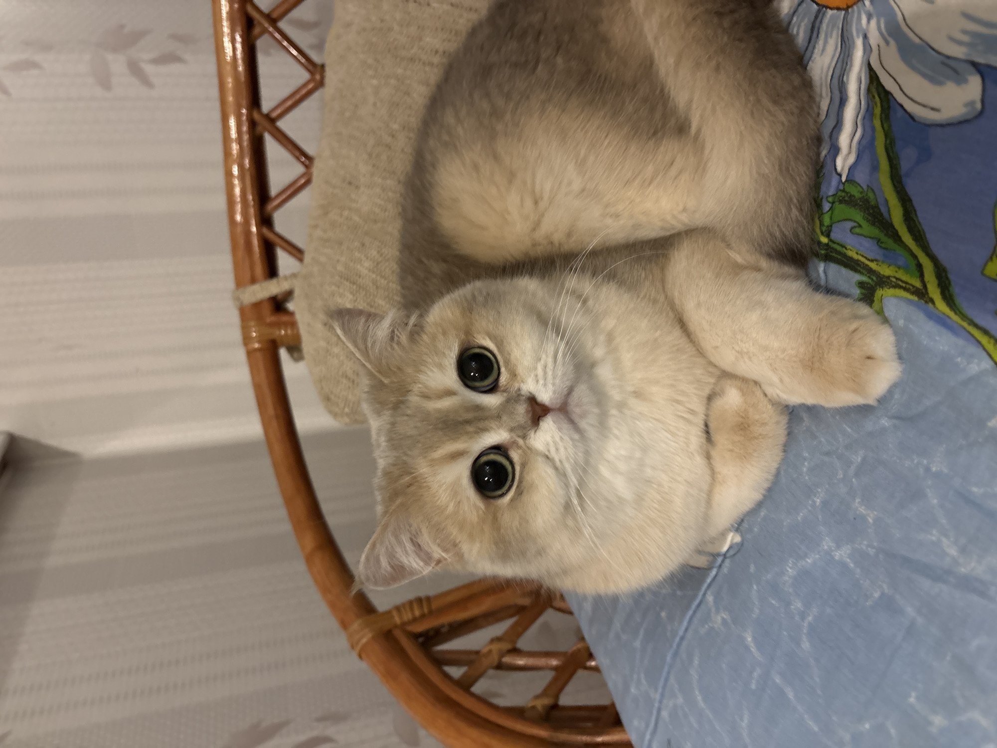 A close-up, portrait-style shot shows a light-colored British Shorthair cat with large, round, black eyes. The cat is sitting on what appears to be a blue floral-patterned surface, possibly a cushion or blanket. A tan knitted or crocheted item is near the cat. The cat is partially within a wicker chair. The background is out of focus, but a light-colored wall is visible. The location is Chaikovsky, Russia.
