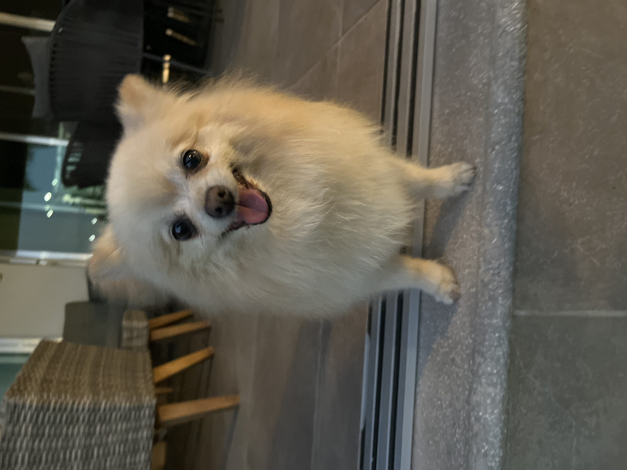 A fluffy, light-colored dog, possibly a Pomeranian, is the central subject of the image. The dog is looking upwards with its tongue slightly out. The dog's paws are resting on a gray surface that has linear indentations. In the background, a wicker chair is visible, along with a partial view of a building's exterior with windows and reflected light. The location in the city of San Bernardino Tlaxcalancingo, Mexico is not evident in the image.