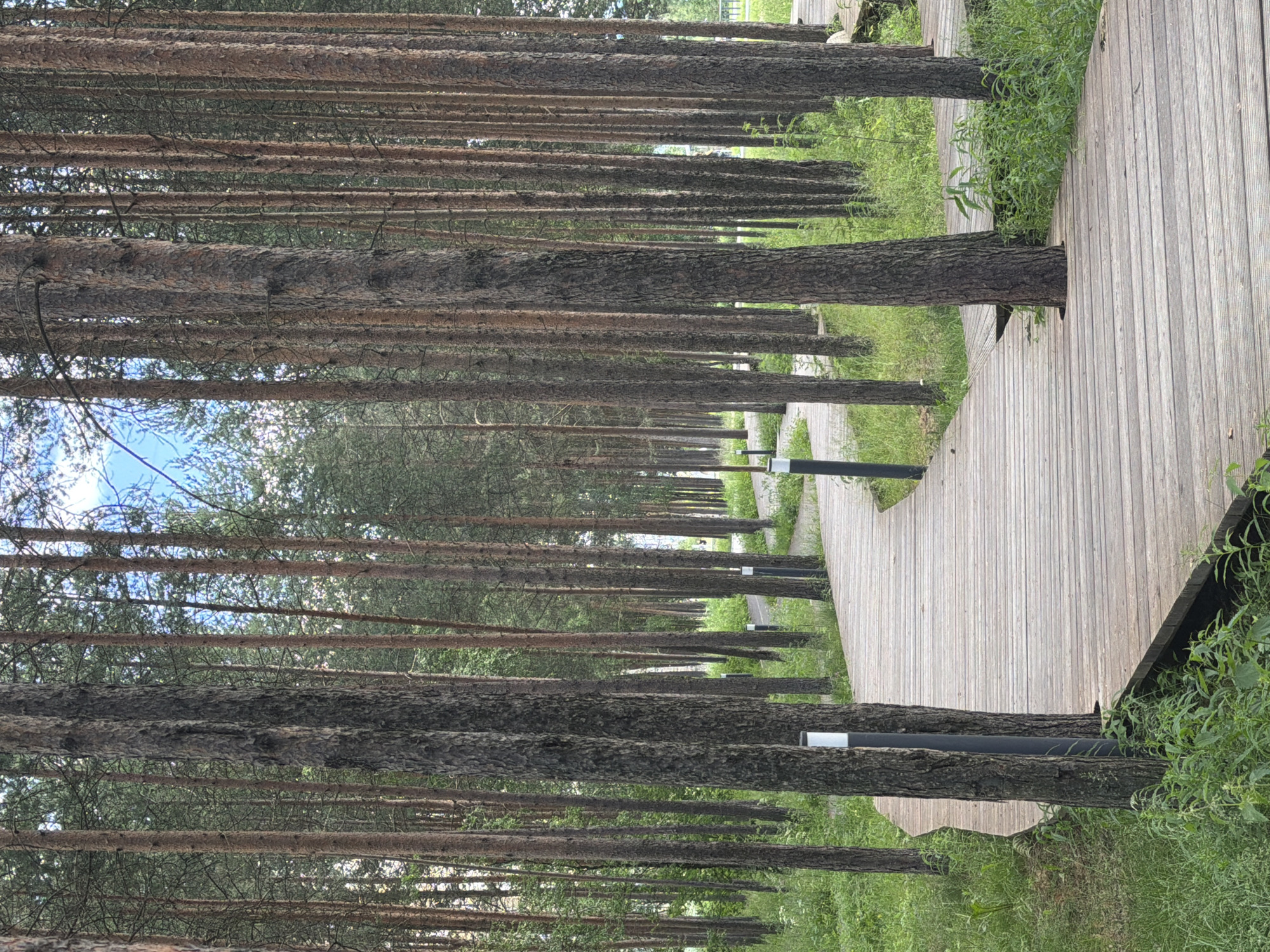 The image shows a paved wooden walkway winding through a forest of tall, slender pine trees. The walkway is made of light-colored wooden planks laid parallel to each other. The trees are closely spaced and their trunks are rough and textured, with dark bark. Green grass and foliage grow along the sides of the walkway and between the trees. In the distance, several lampposts are visible along the path. The sky is visible through the canopy of the trees, with patches of blue and white clouds. The scene appears to be outdoors in a natural setting, likely a park or forest trail. The lighting suggests it is daytime, possibly late morning or afternoon, with diffused light filtering through the trees. There is no visible text in the image. The overall impression is one of a serene and peaceful natural environment.