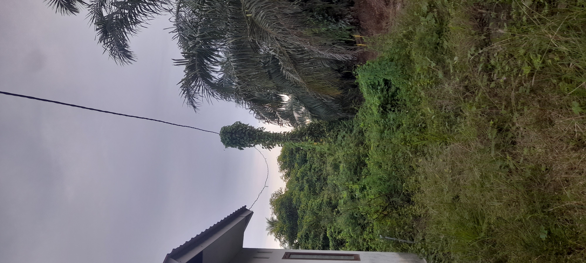 The image presents an outdoor scene in Buketteukuh, Indonesia. The lower portion shows a section of a building, likely a house, with a visible roof and window. The primary focus is on the surrounding vegetation, which is dense and primarily green. Tall trees and overgrown plants dominate the landscape. An overhead power line stretches across the frame. The sky is overcast. There are no people visible in the scene.