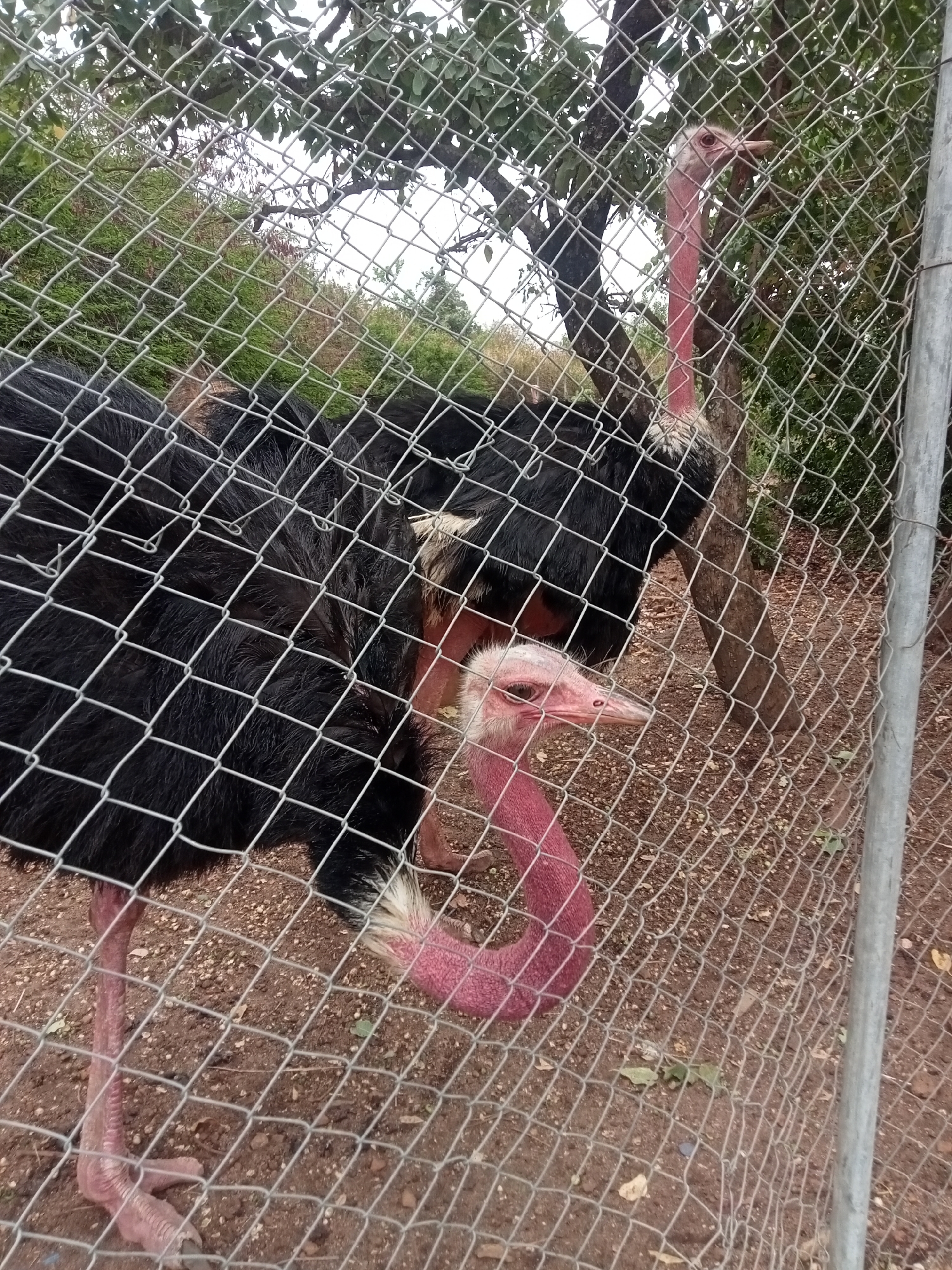 Two ostriches stand behind a chain-link fence. The ostriches have black plumage and pink necks. The ground is dirt with some leaves. Trees and greenery are visible in the background. The photograph was taken in Jos, Nigeria.